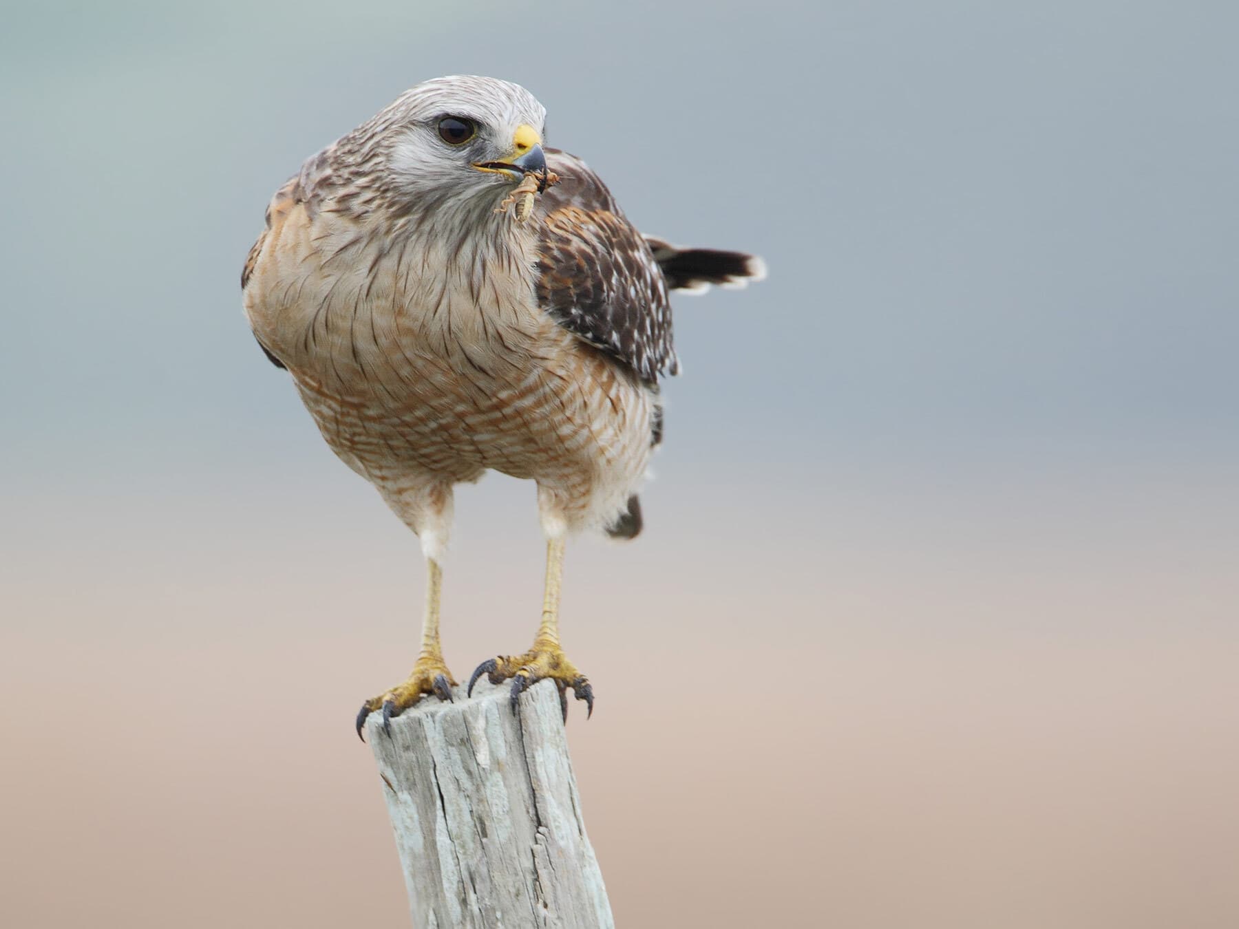 Red shouldered hawk on post