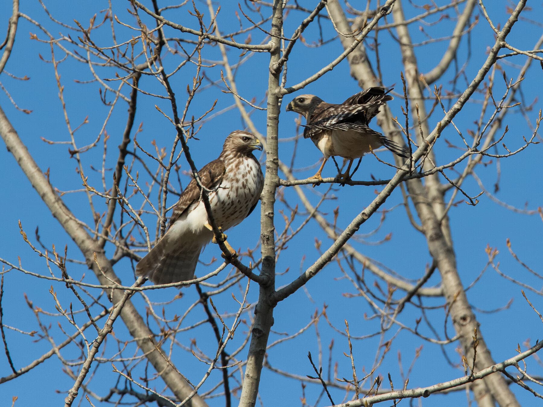 Red shouldered hawk pair