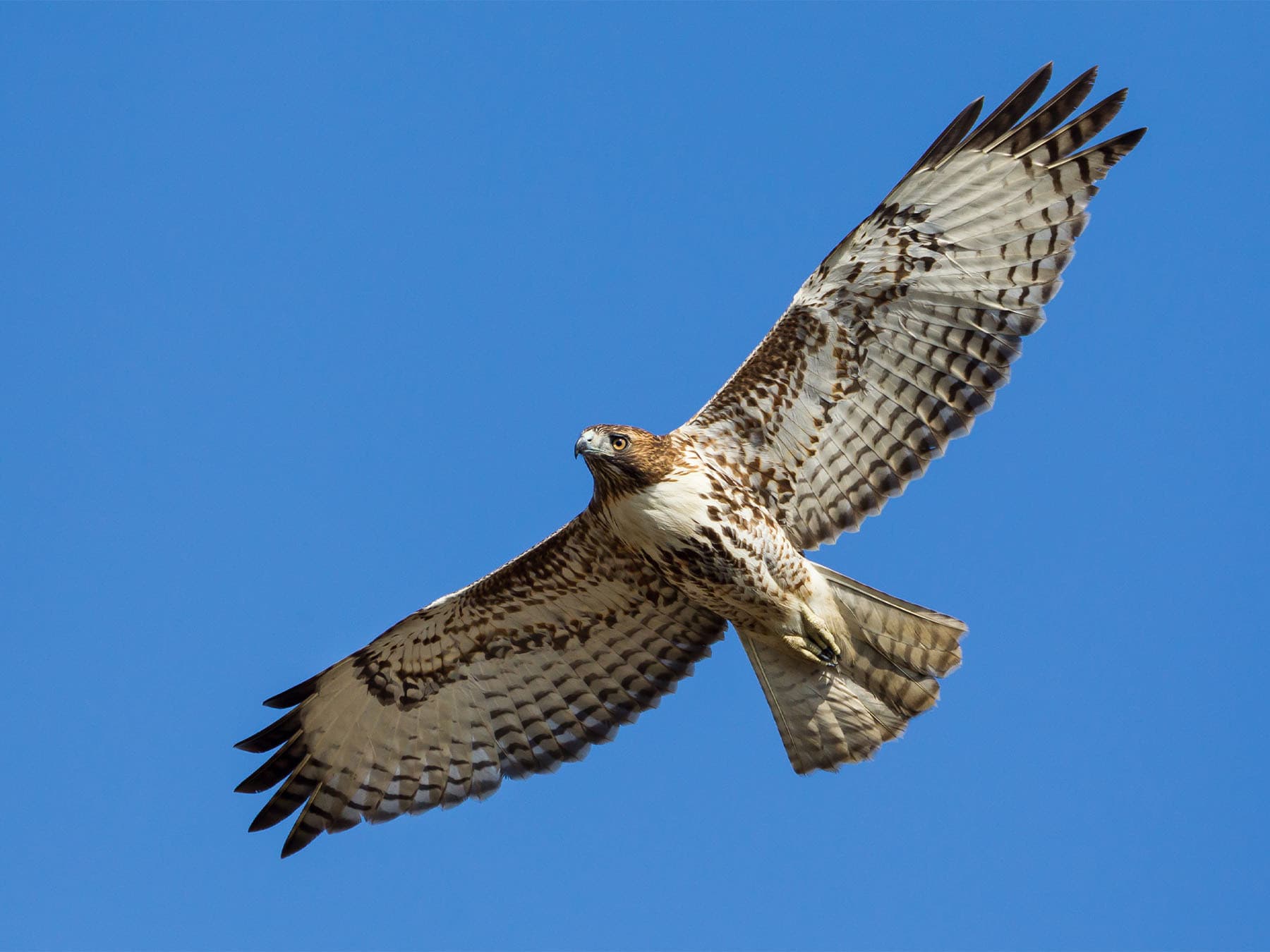 Red tailed hawk in flight during migration