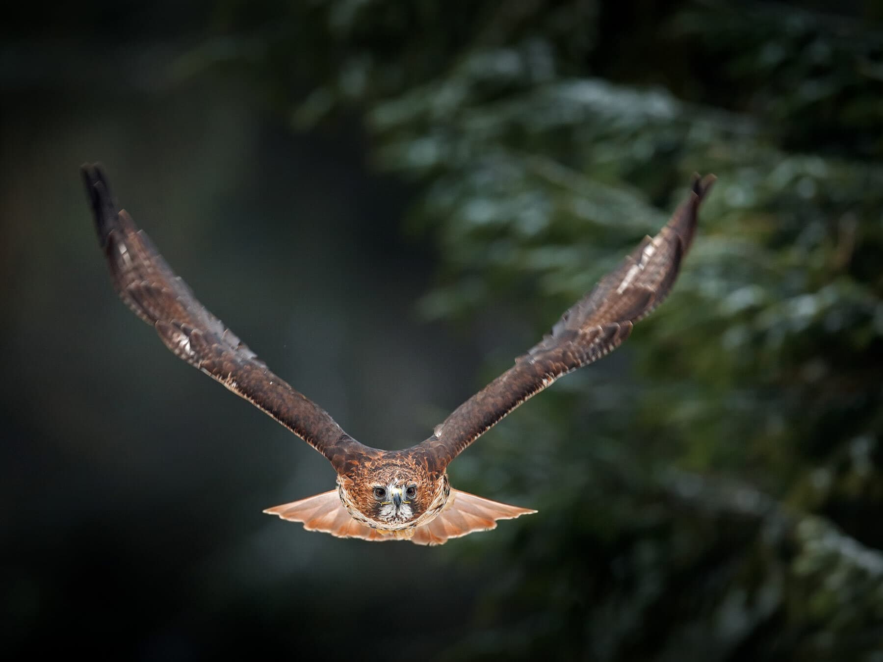 Red tailed hawk in flight