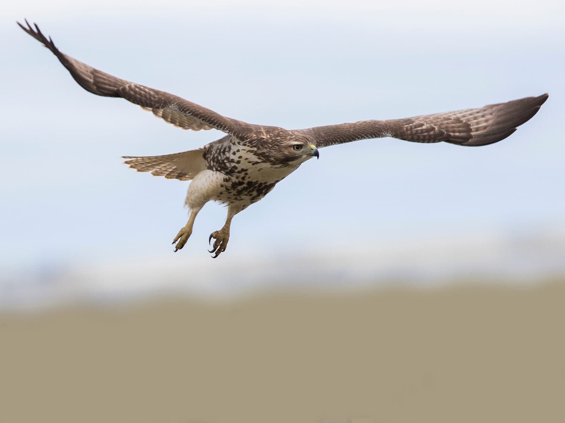 Red tailed hawk in flight