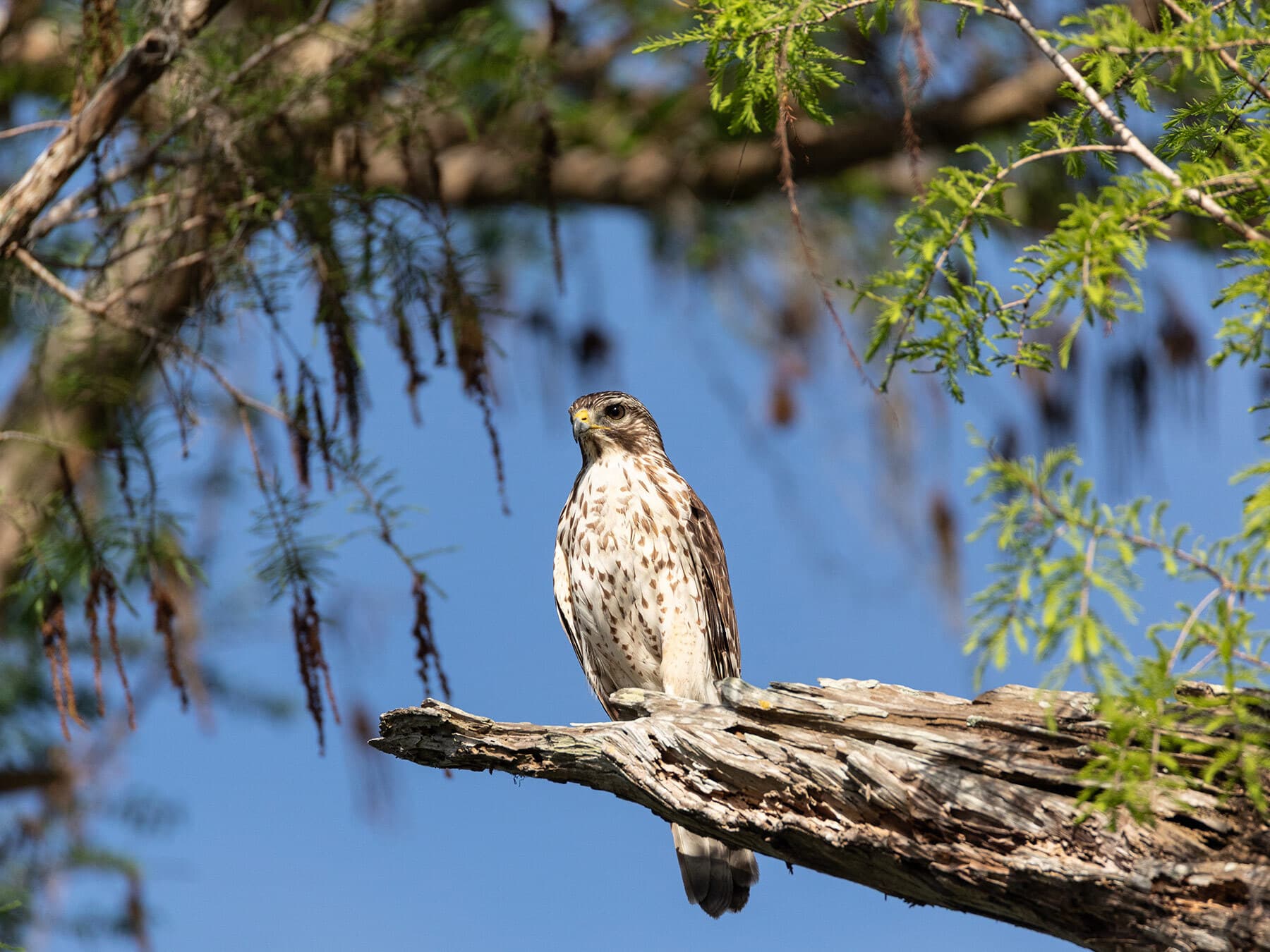 Red tailed hawk in tree