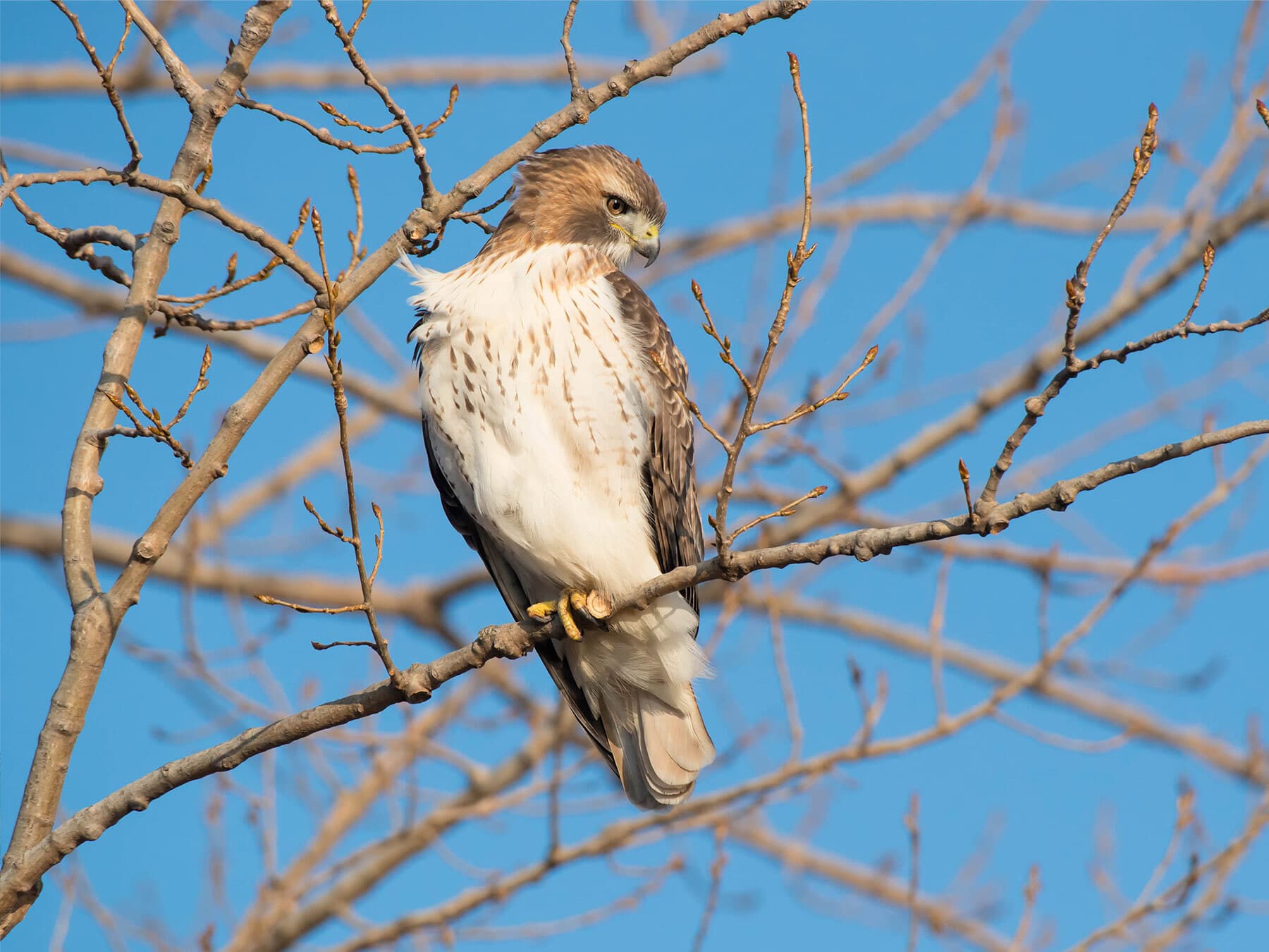Red tailed hawk juvenile