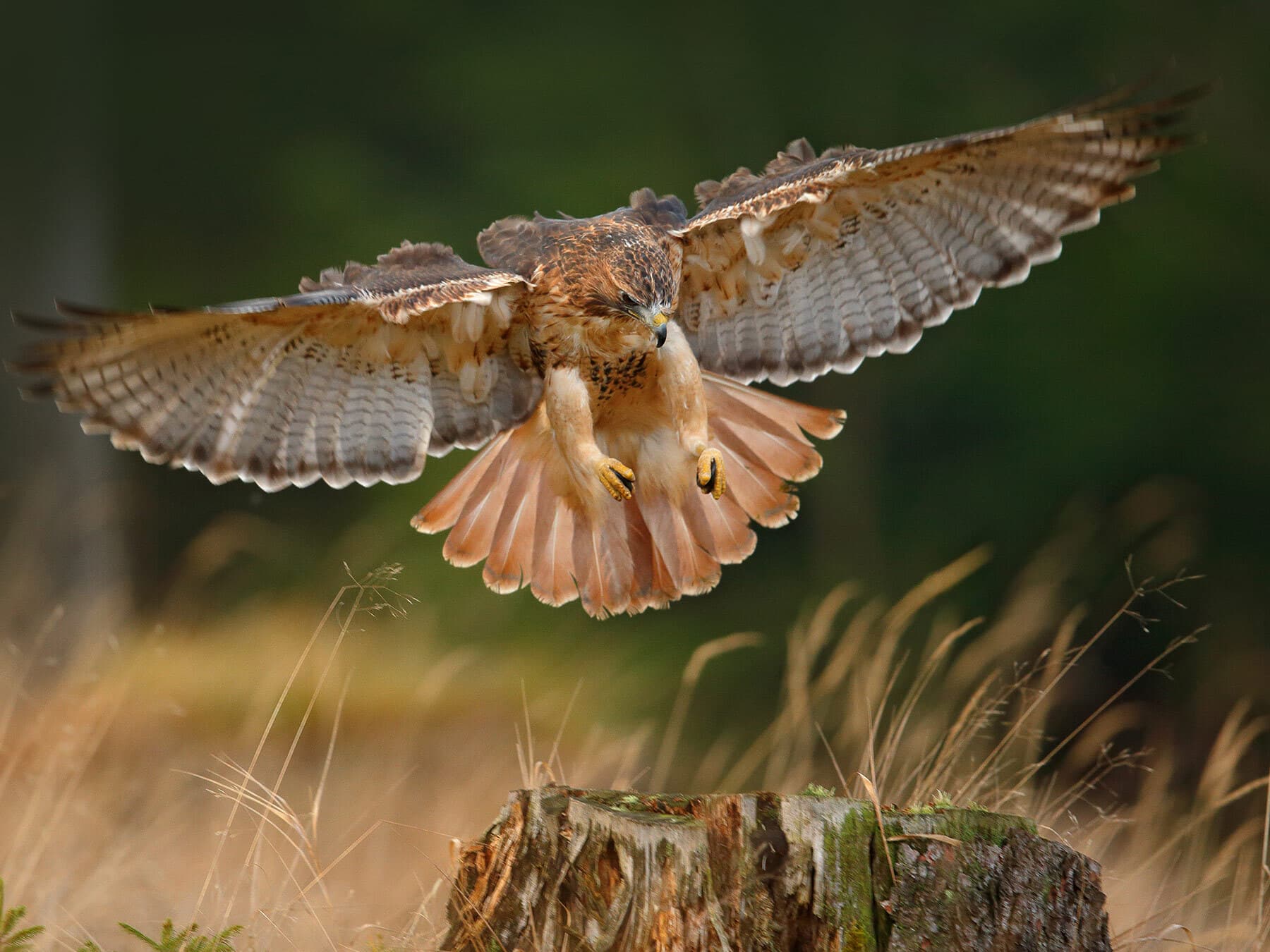 Red tailed hawk landing