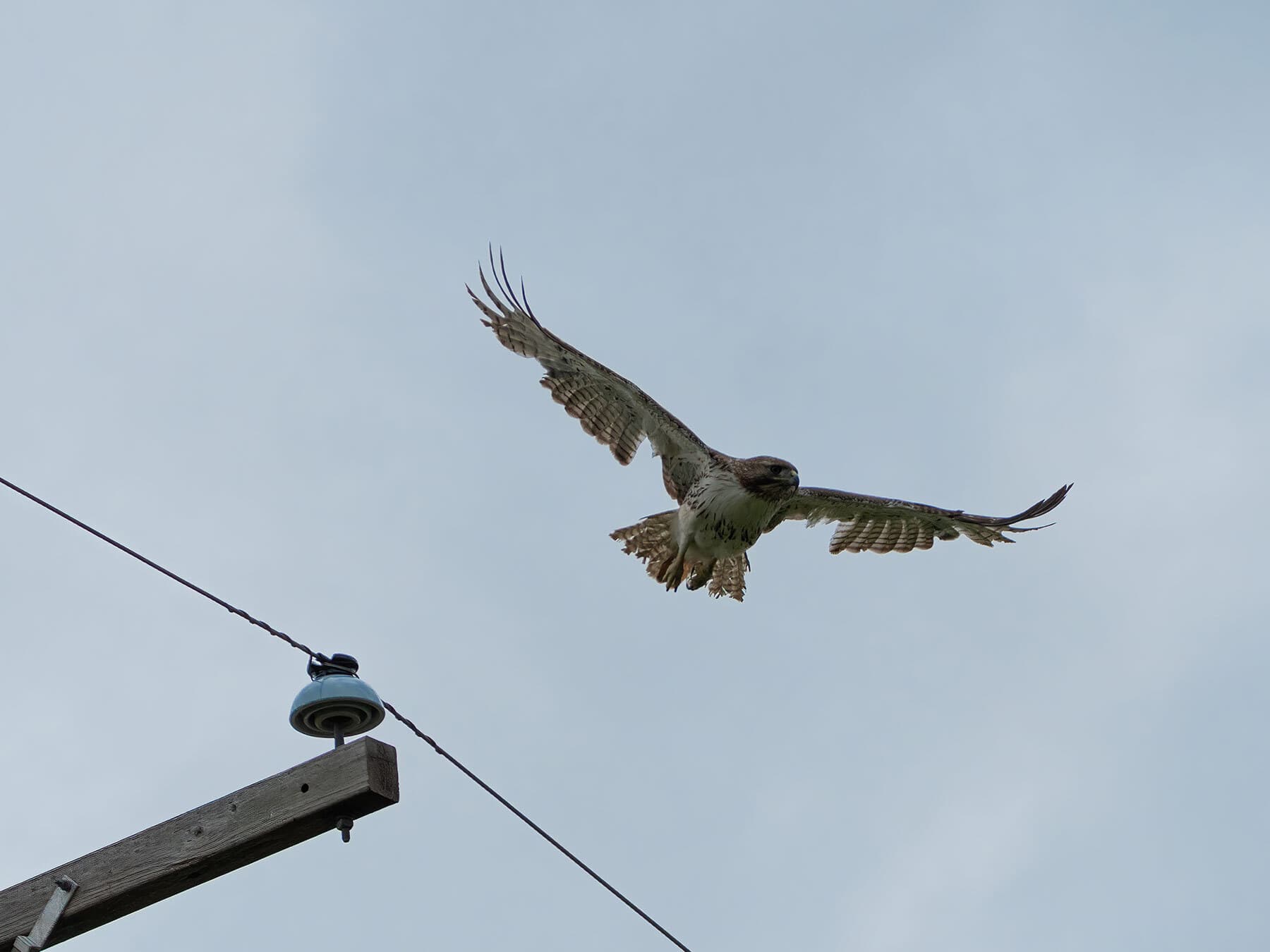 Red tailed hawk molt