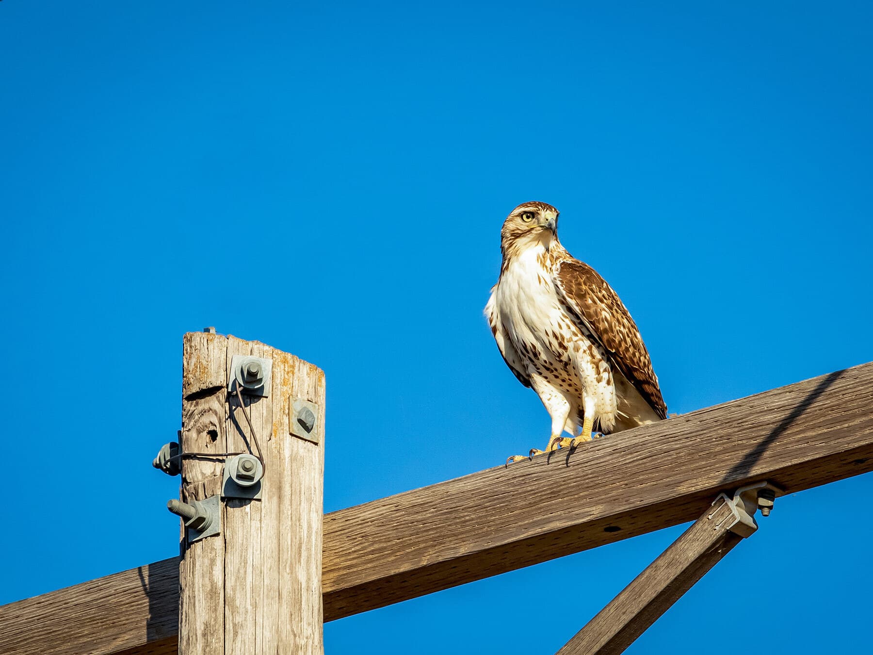 Red tailed hawk perched