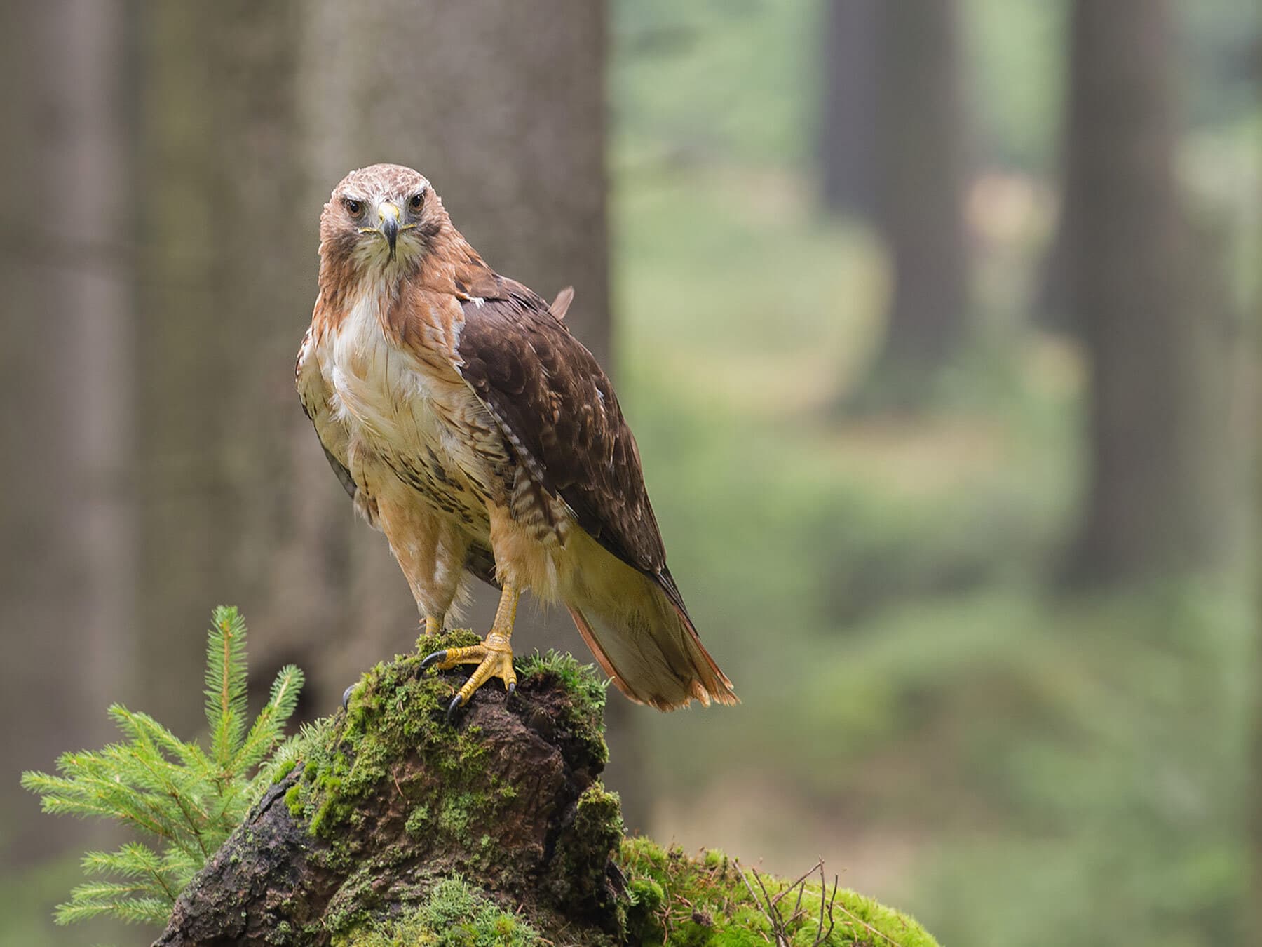 Red tailed hawk perched