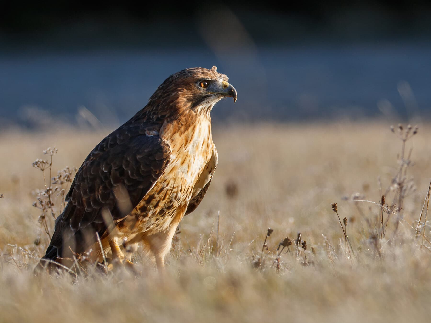 Red tailed hawk perched