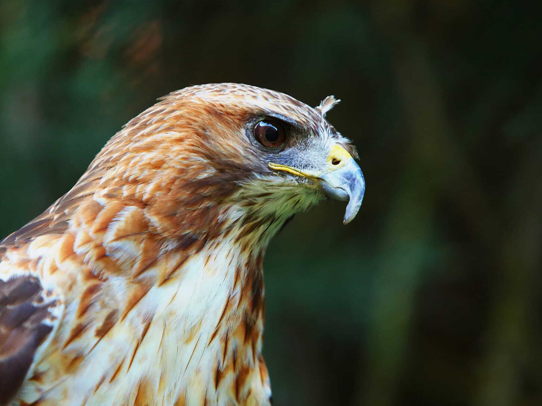Red tailed hawk portrait