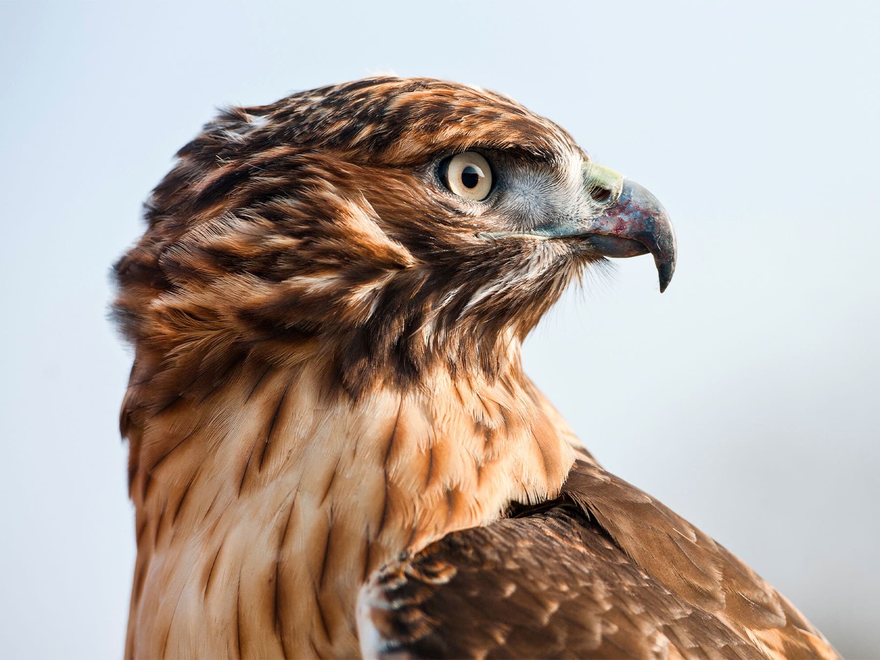 Portrait of a Red-tailed Hawk
