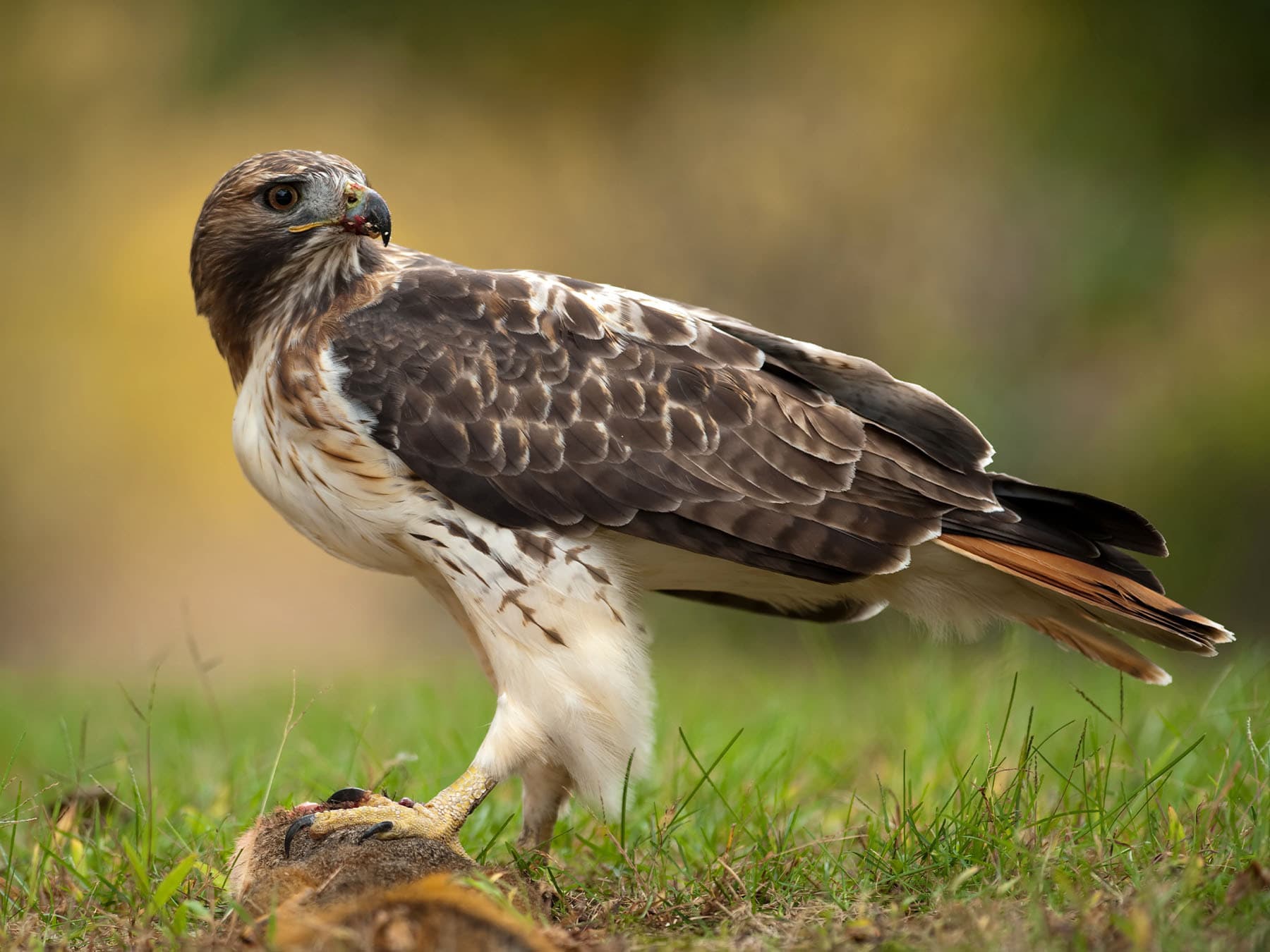 Red-tailed Hawk