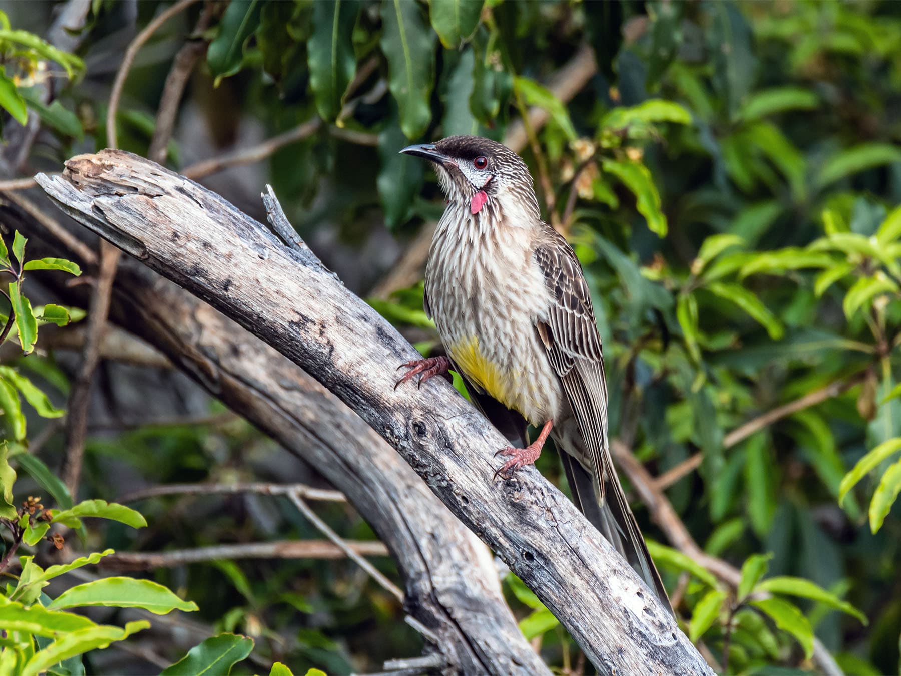 Honeyeaters