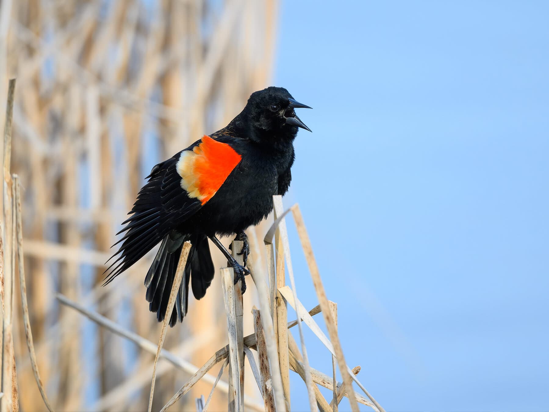 Red winged blackbird calling