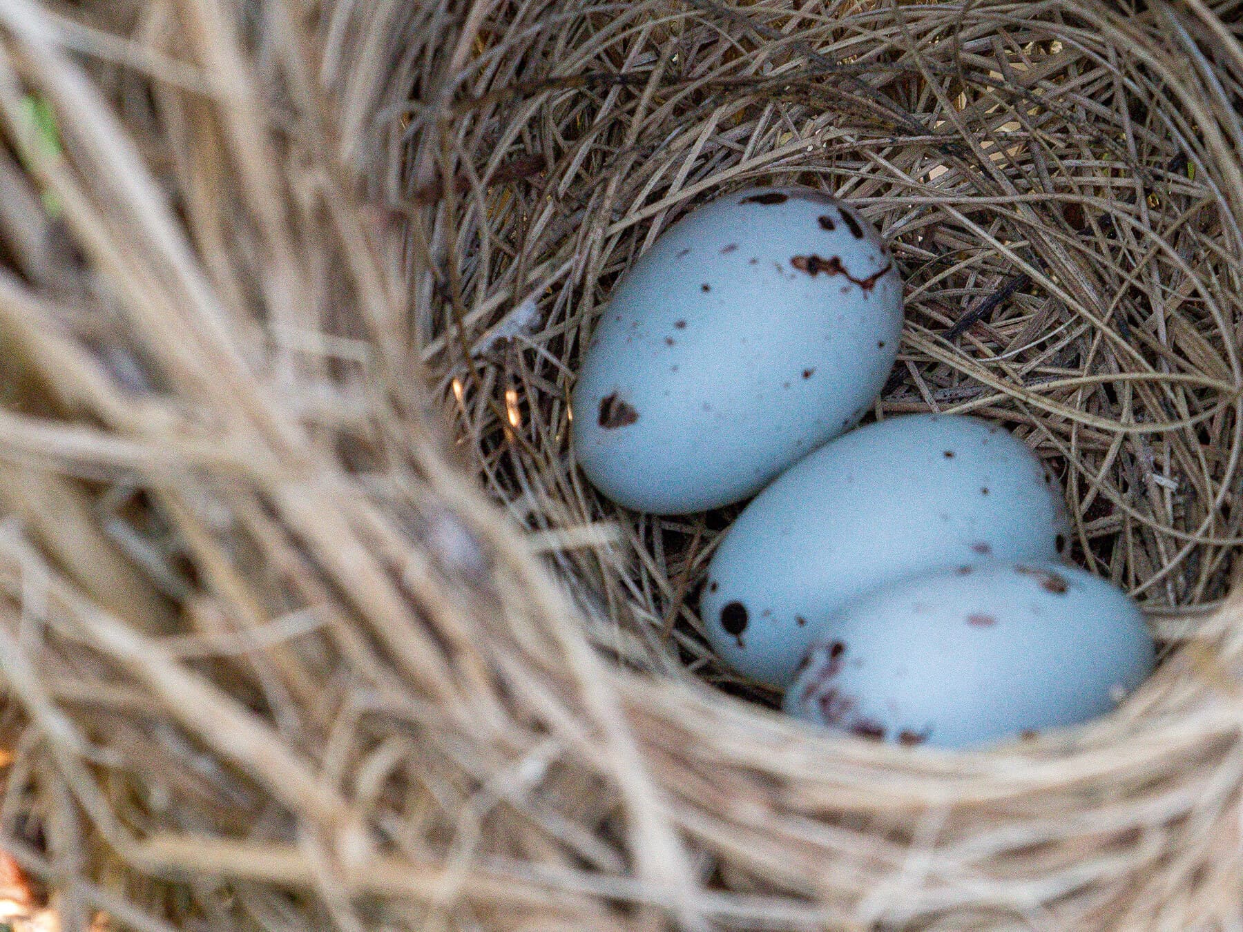 Red winged blackbird eggs