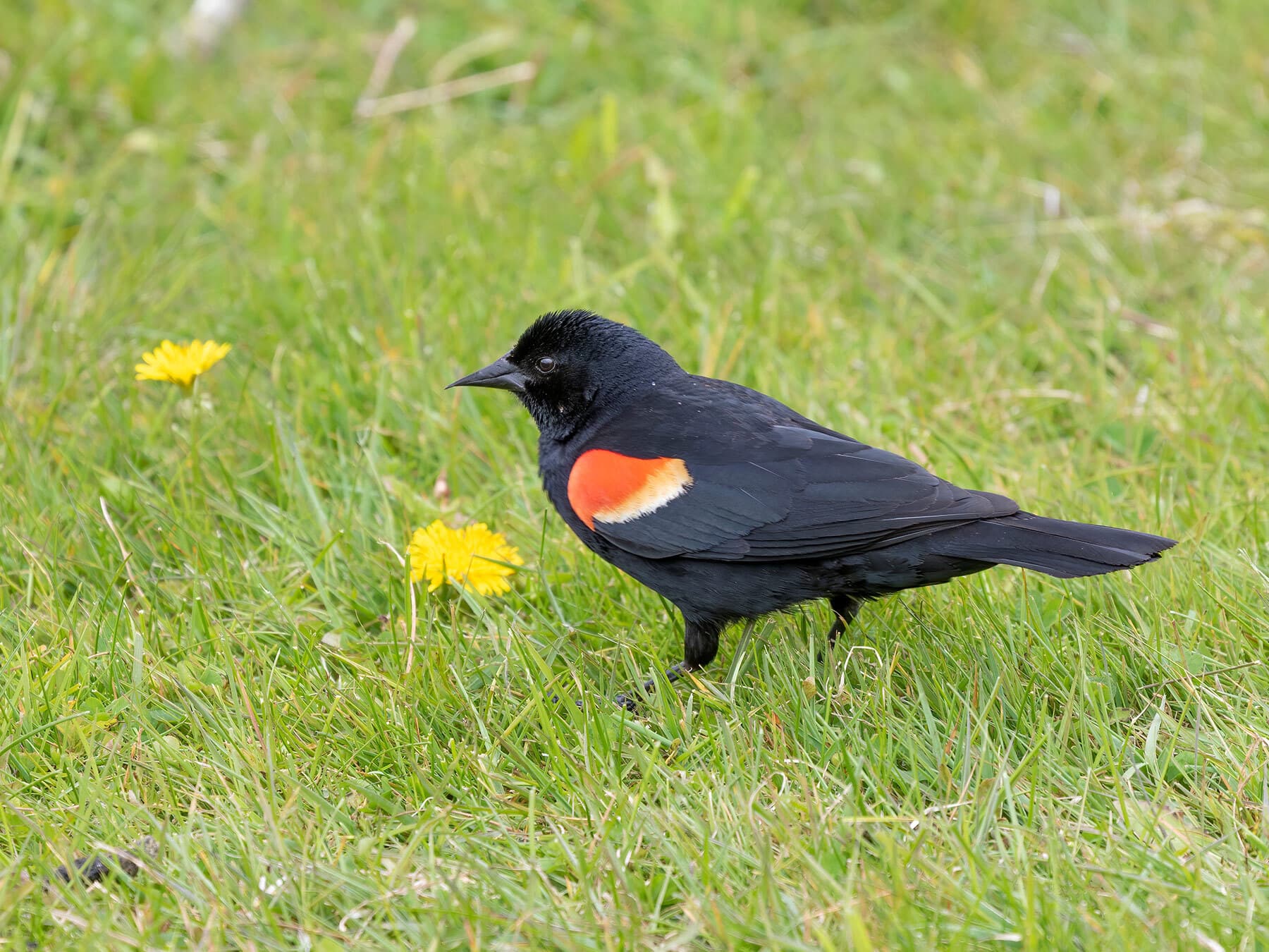 Red winged blackbird foraging