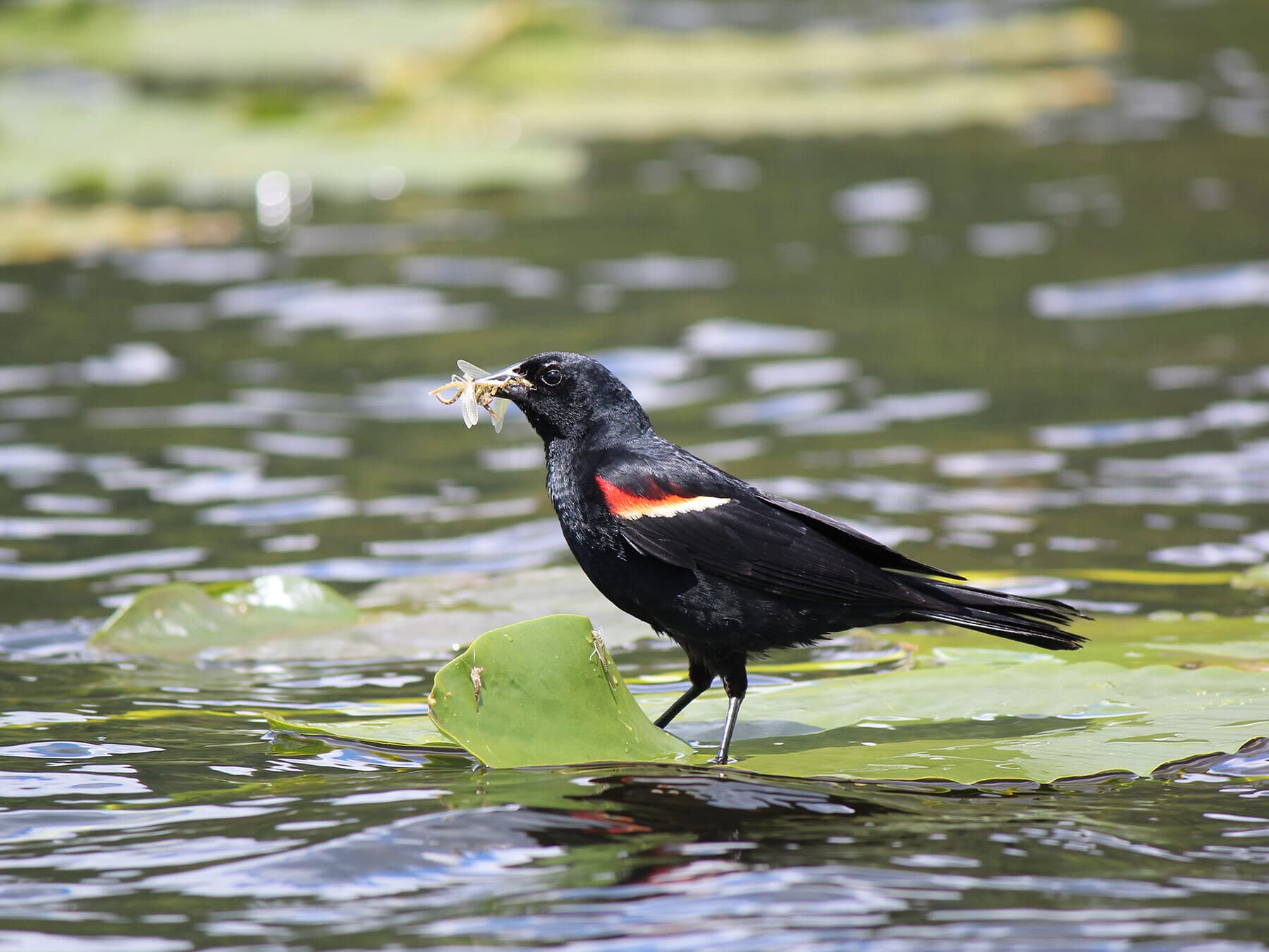 Red winged blackbird insect