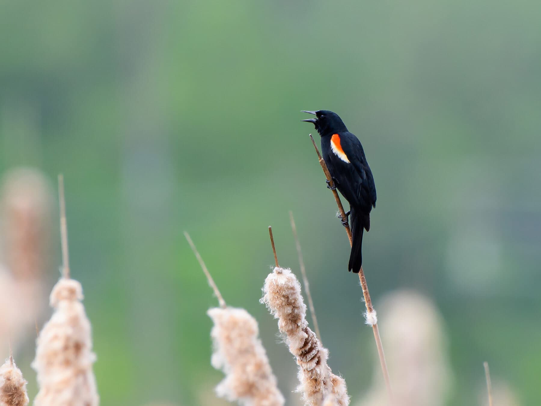 Red winged blackbird male reed