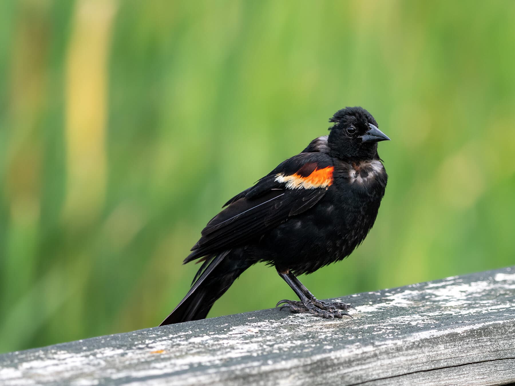 Red winged blackbird molt