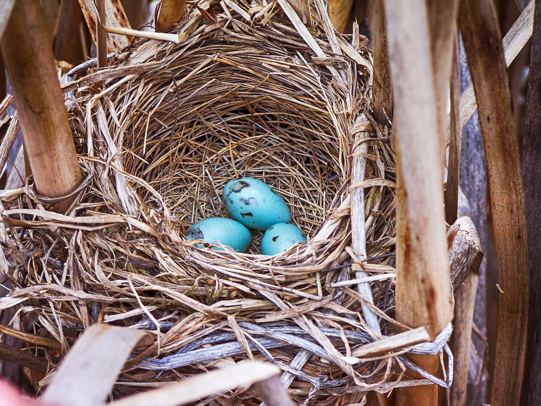 Red winged blackbird nest 1