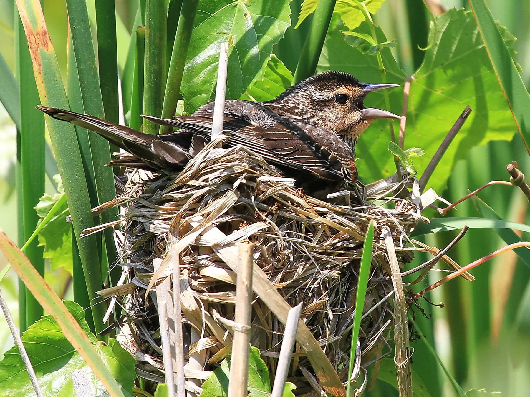 Red winged blackbird nest