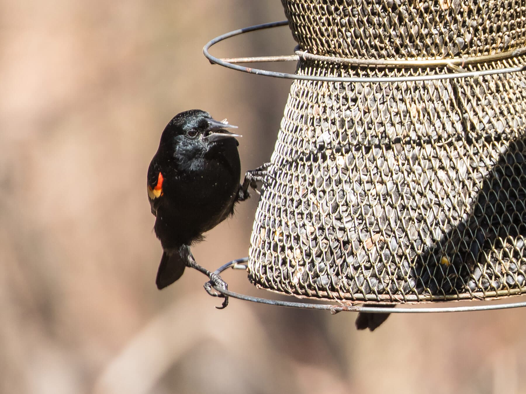 Red winged blackbird on feeder