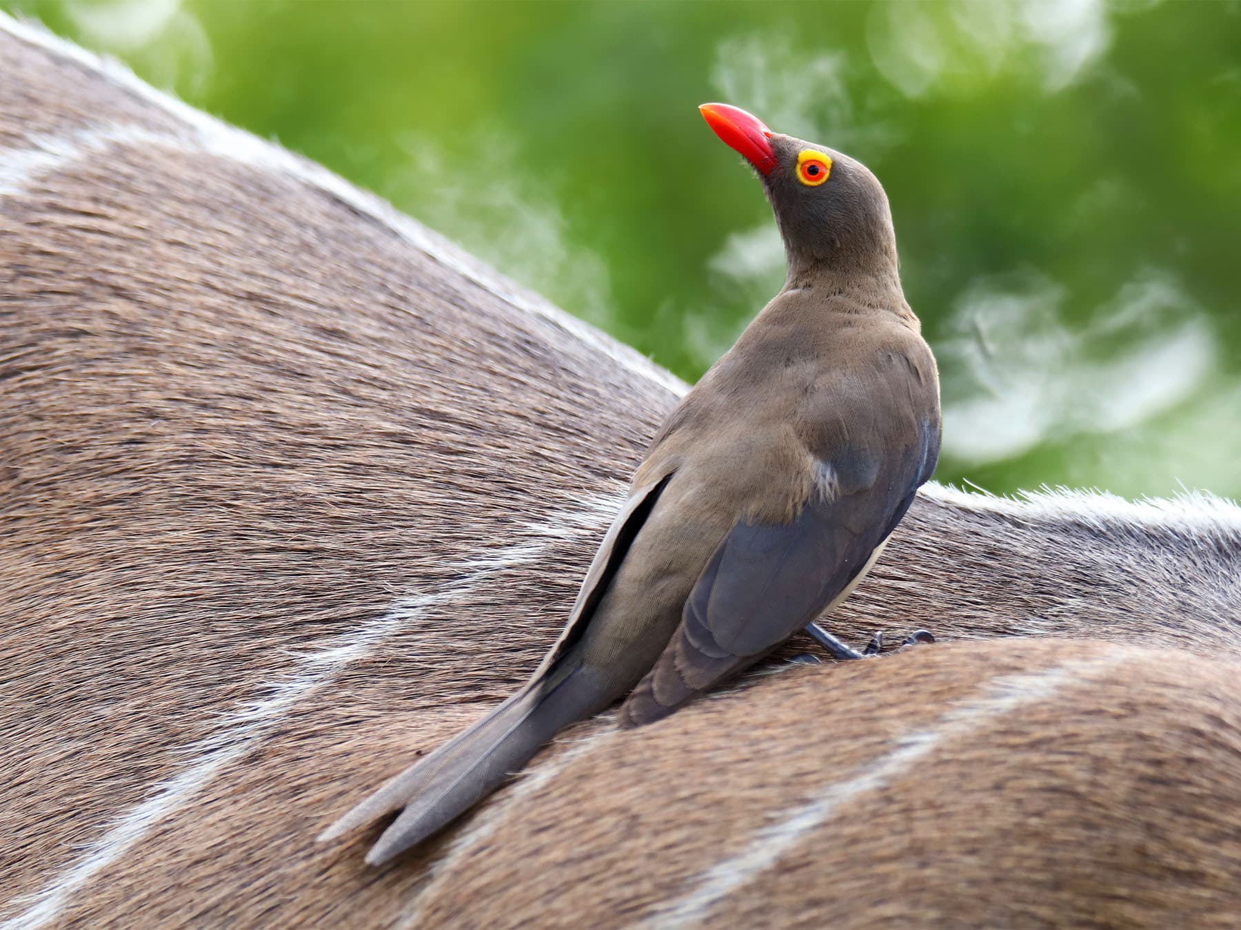 Redbilled oxpecker perched on kudu