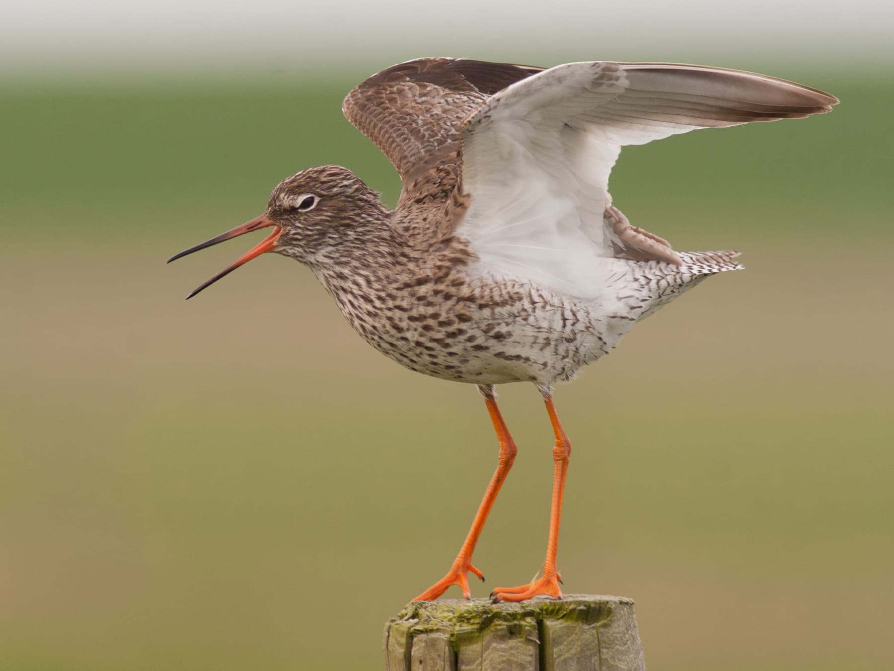 Redshank standing on a post calling out