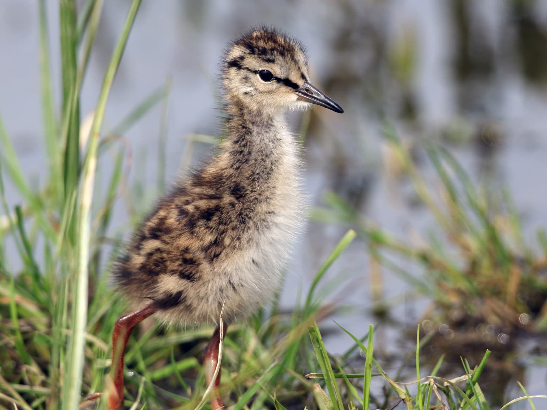 Redshank Chick
