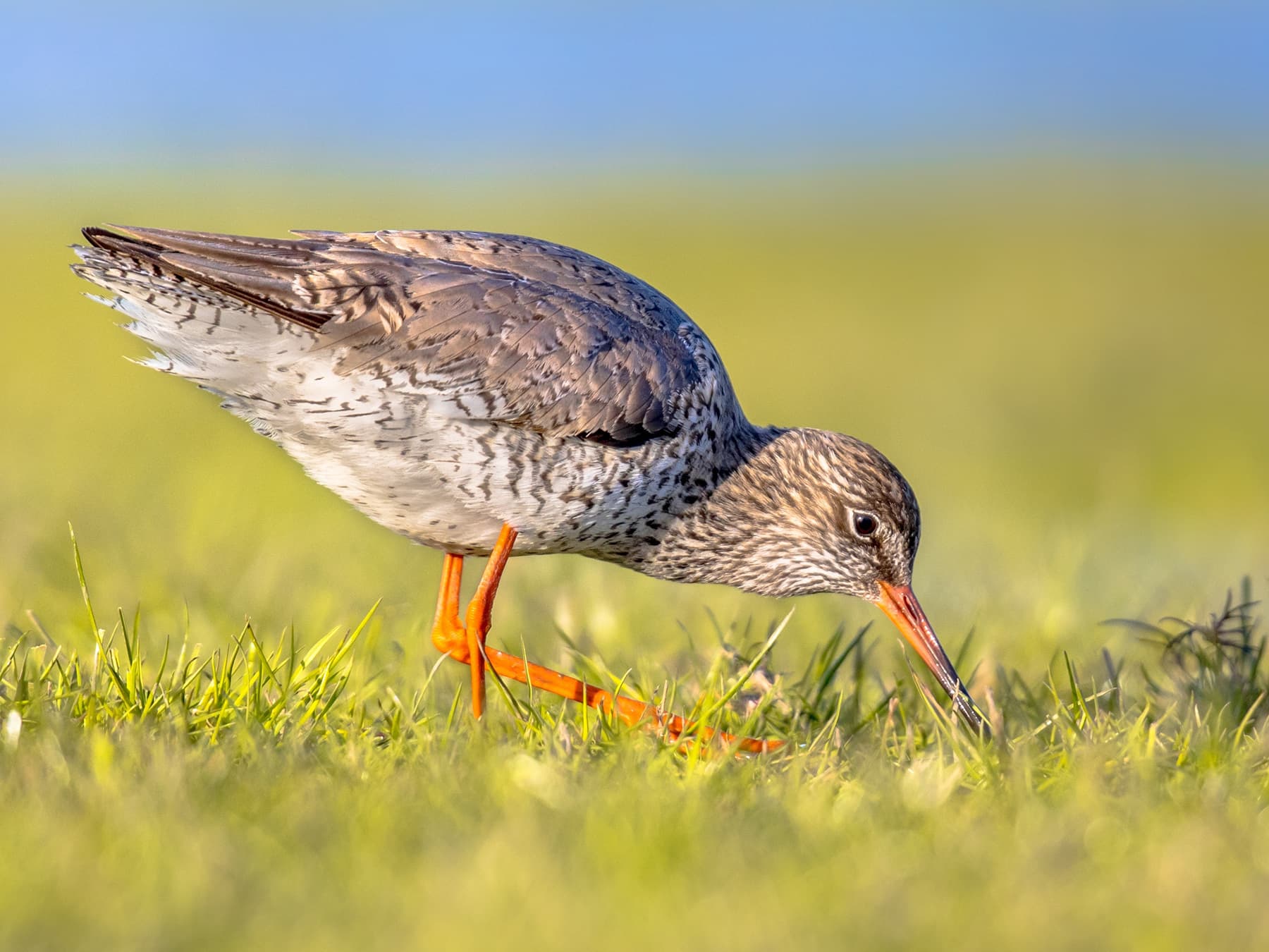 Redshank foraging in a meadow