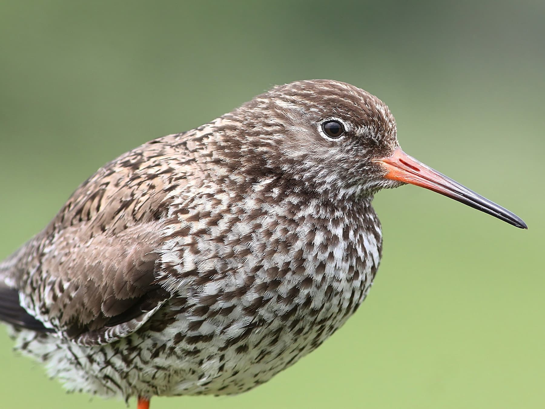 Redshank portrait