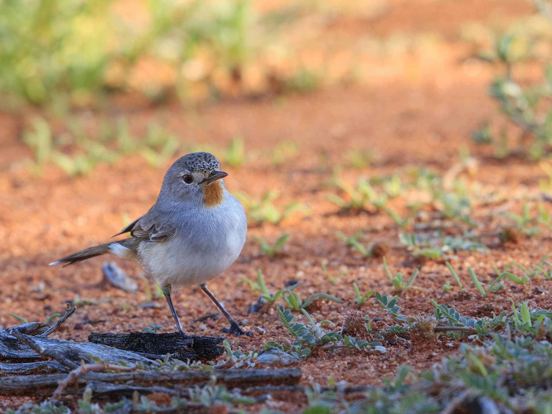 Thornbills & Gerygones
