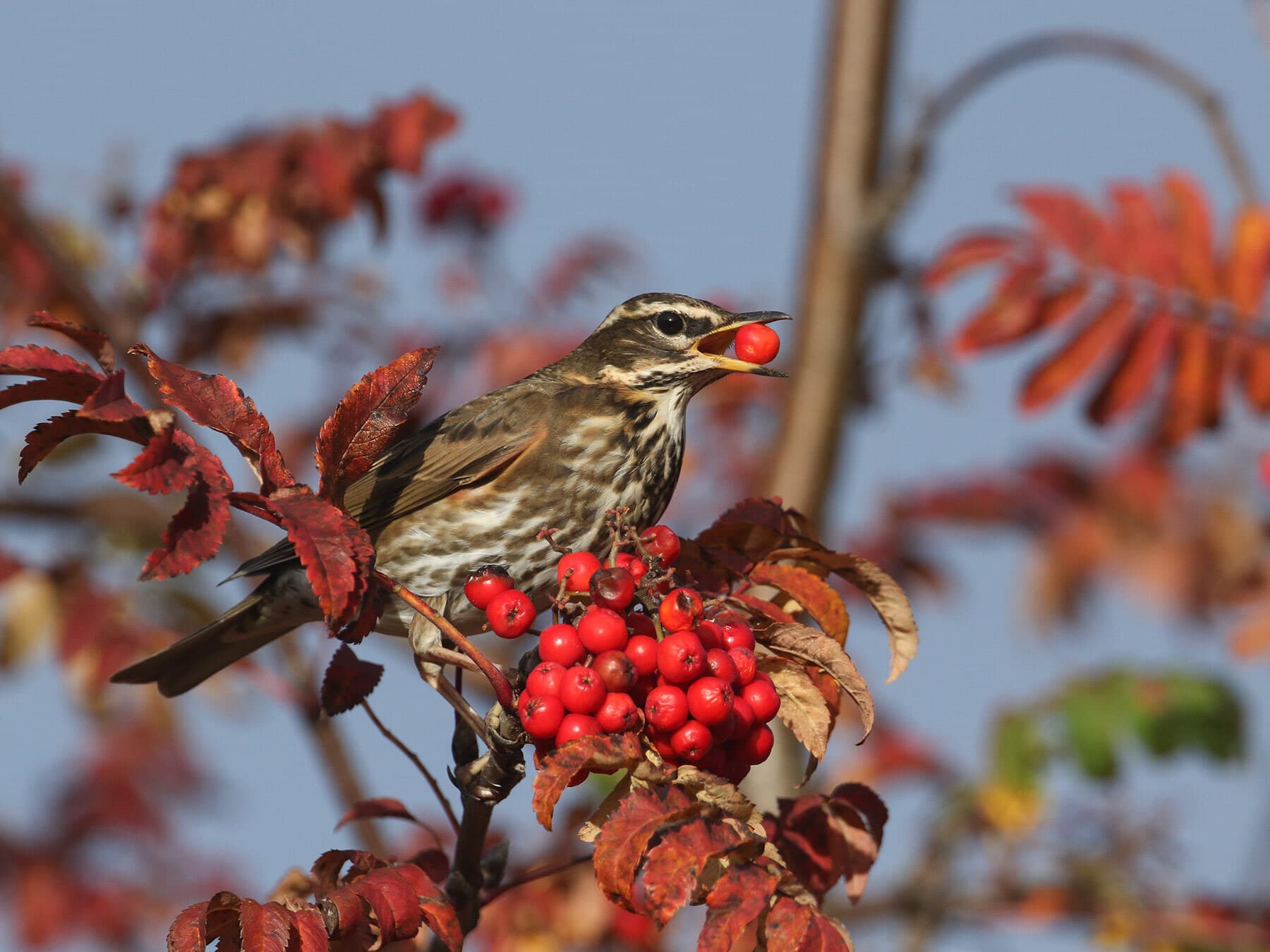 Redwing bird
