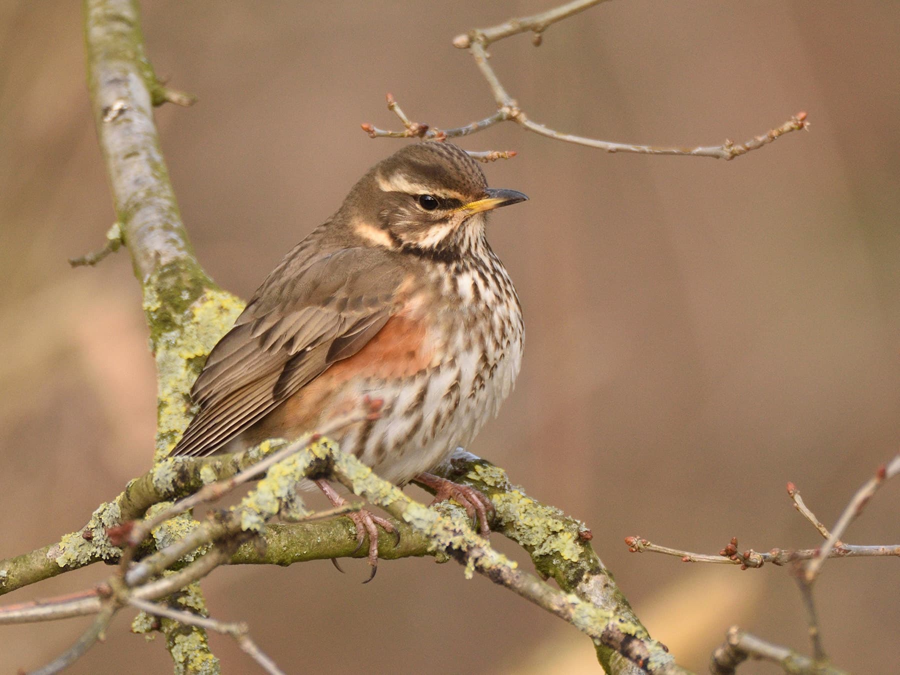 Redwing perched on a branch