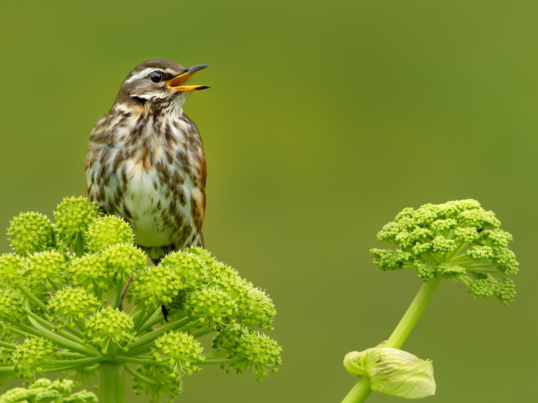 Redwing calling