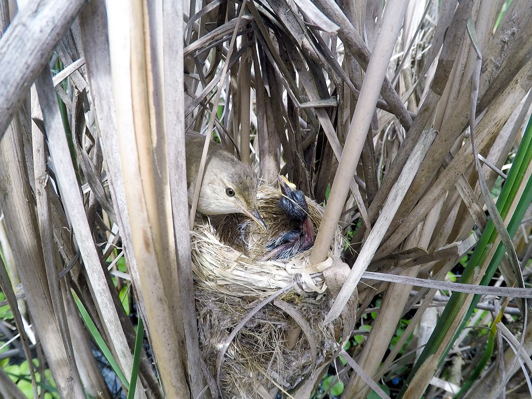Reed Warbler feeding young at the nest