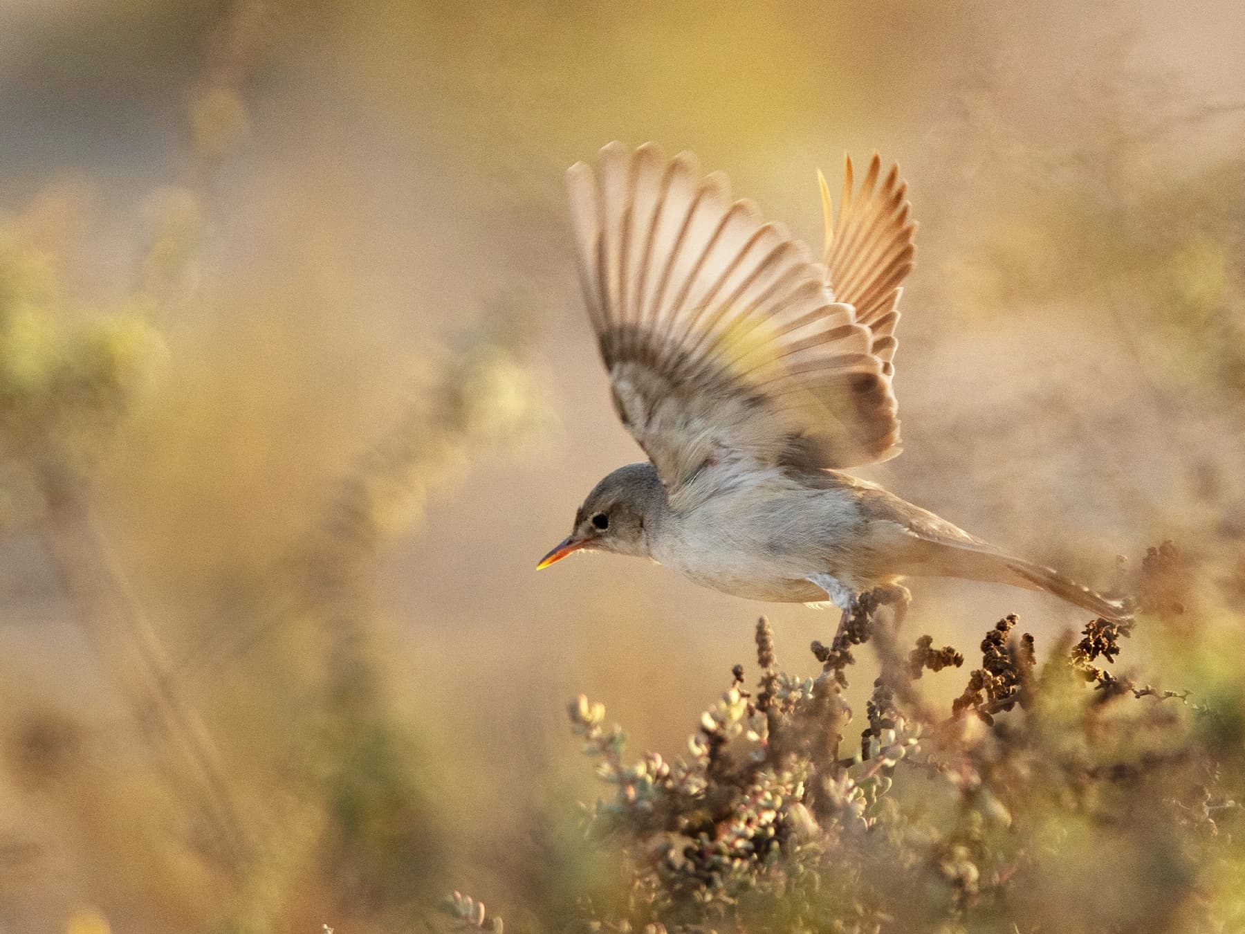 Reed Warbler taking-off from the bushes