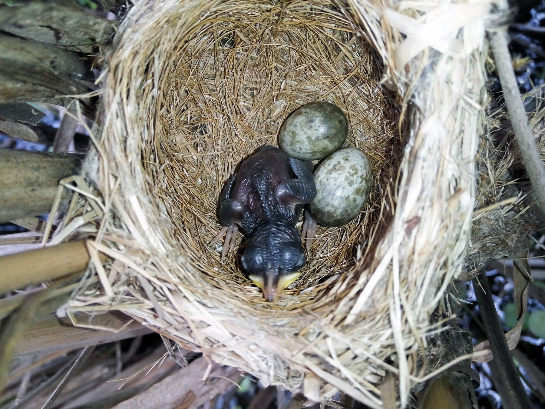 Nest of a Reed Warbler