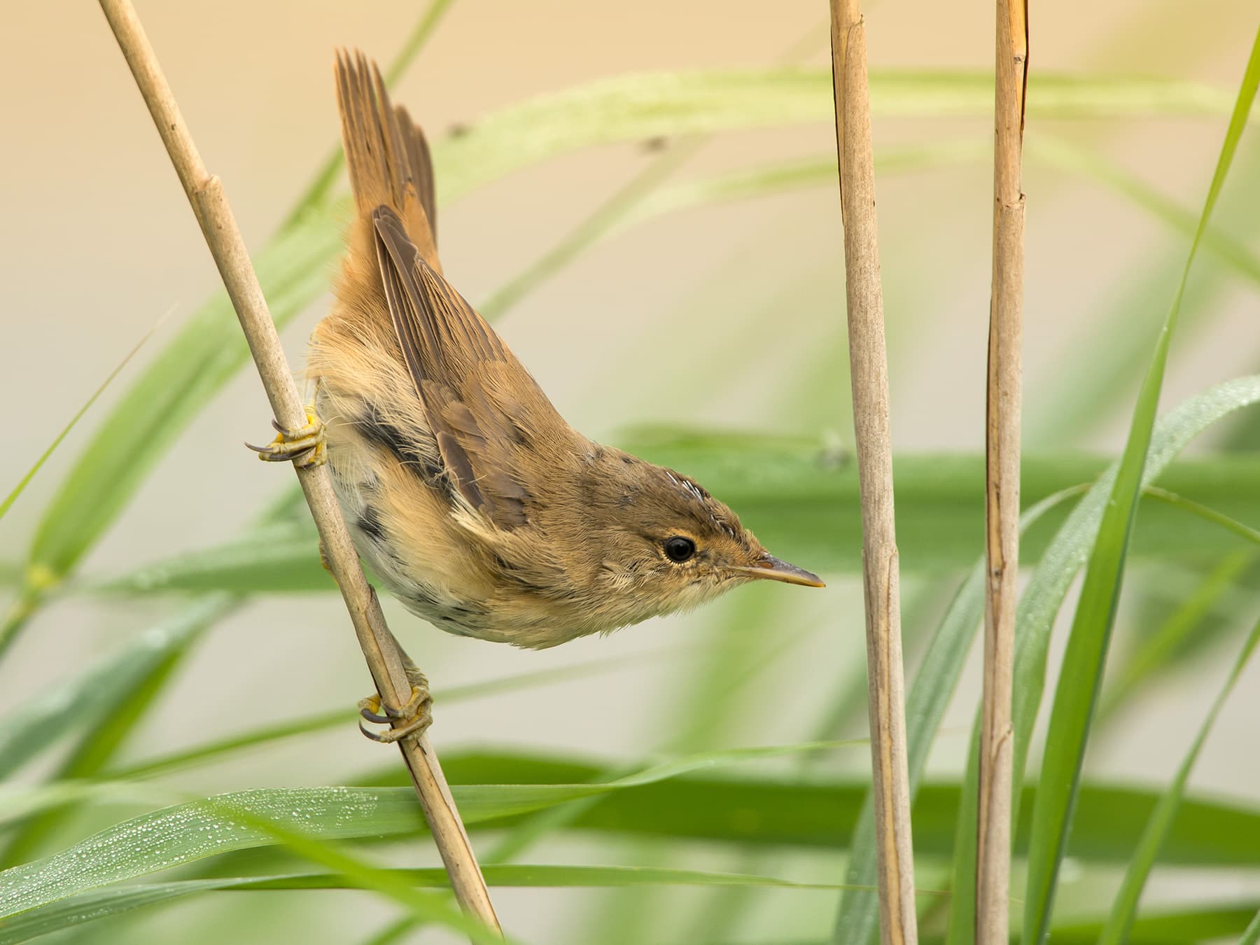 Reed Warbler perching on a thin branch