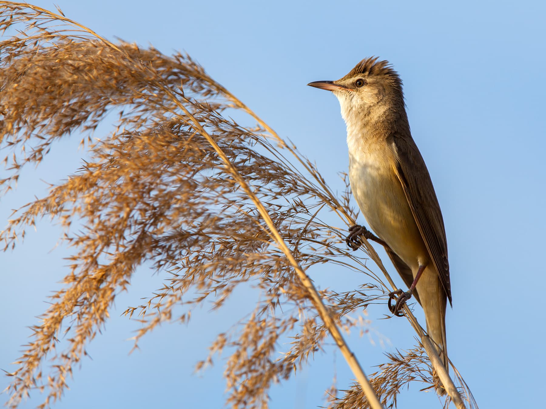 Reed Warbler resting on grass stem