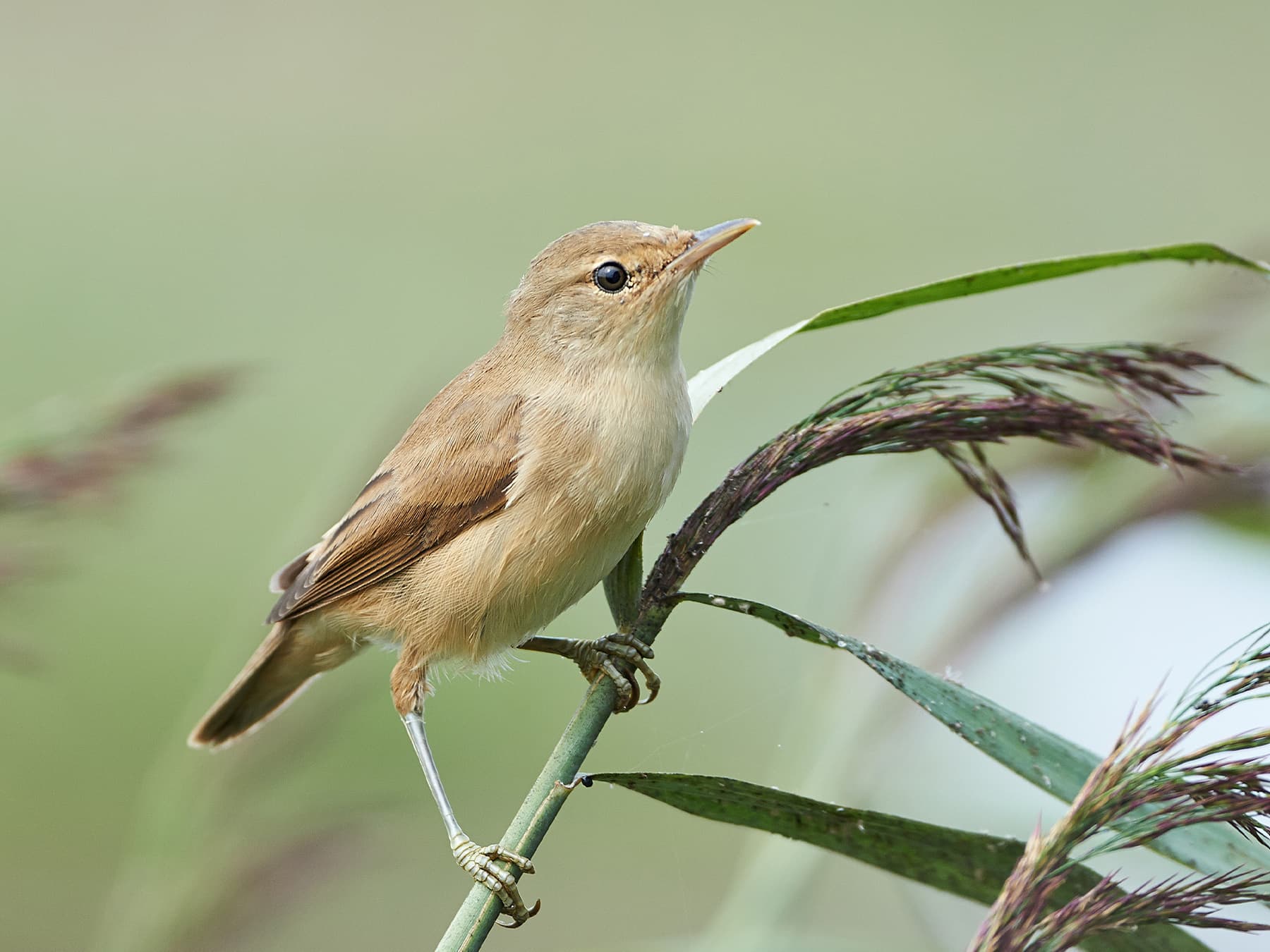 Common Reed-warbler