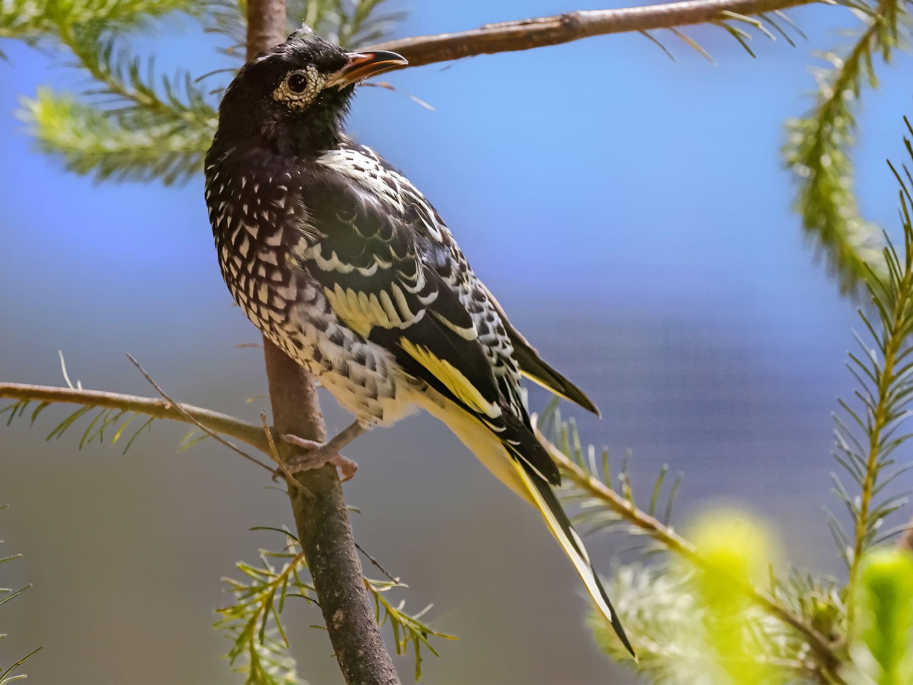 Regent Honeyeater perching on a limb