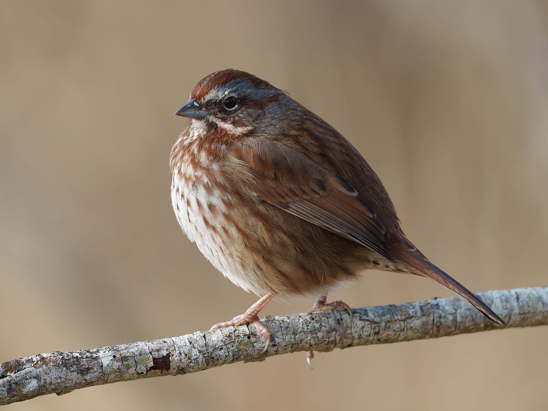 Resting song sparrow