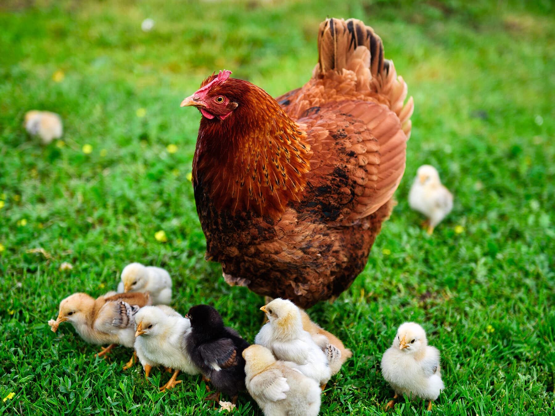 Rhode island red with chicks