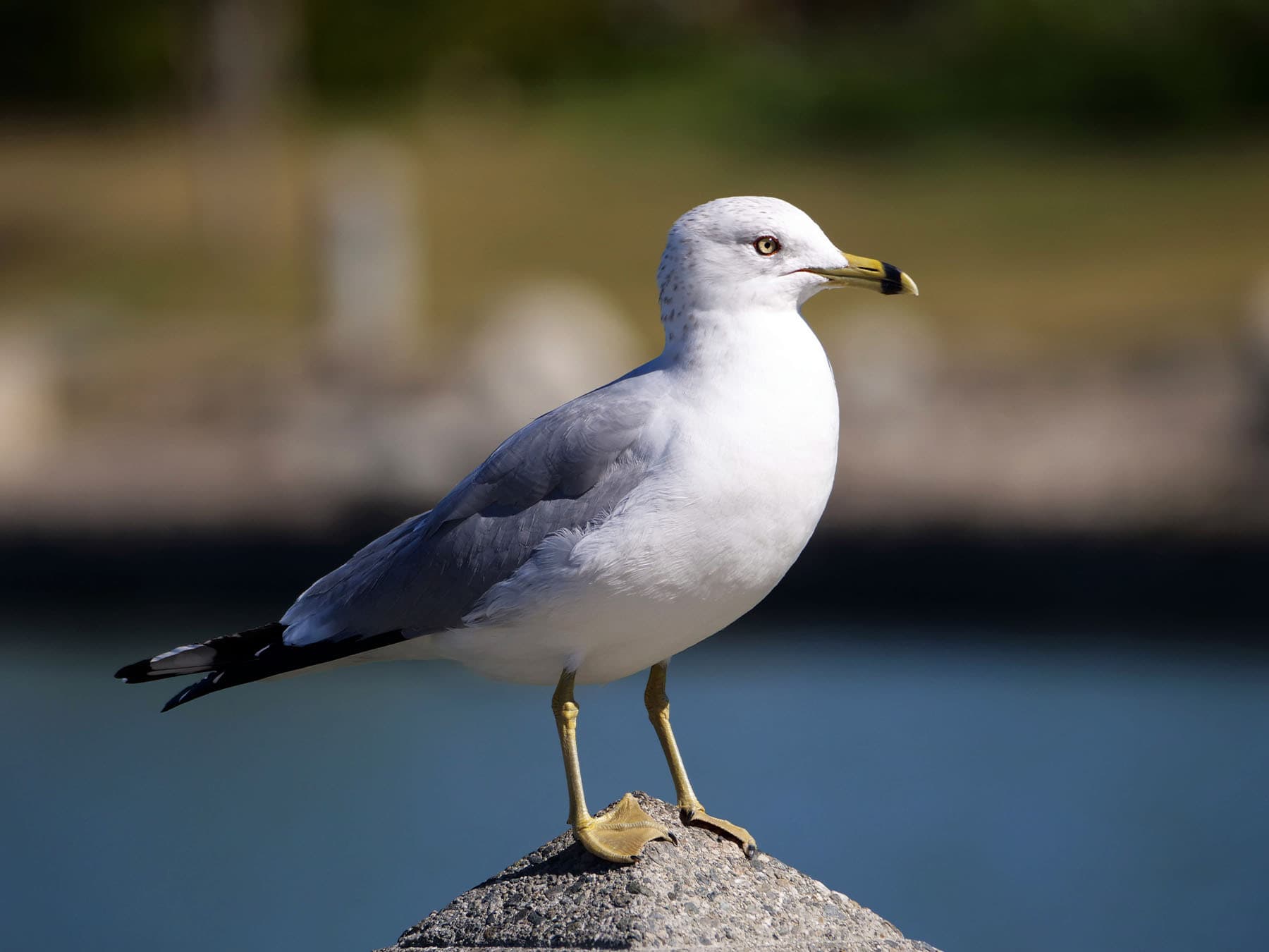 Ring-billed Gull
