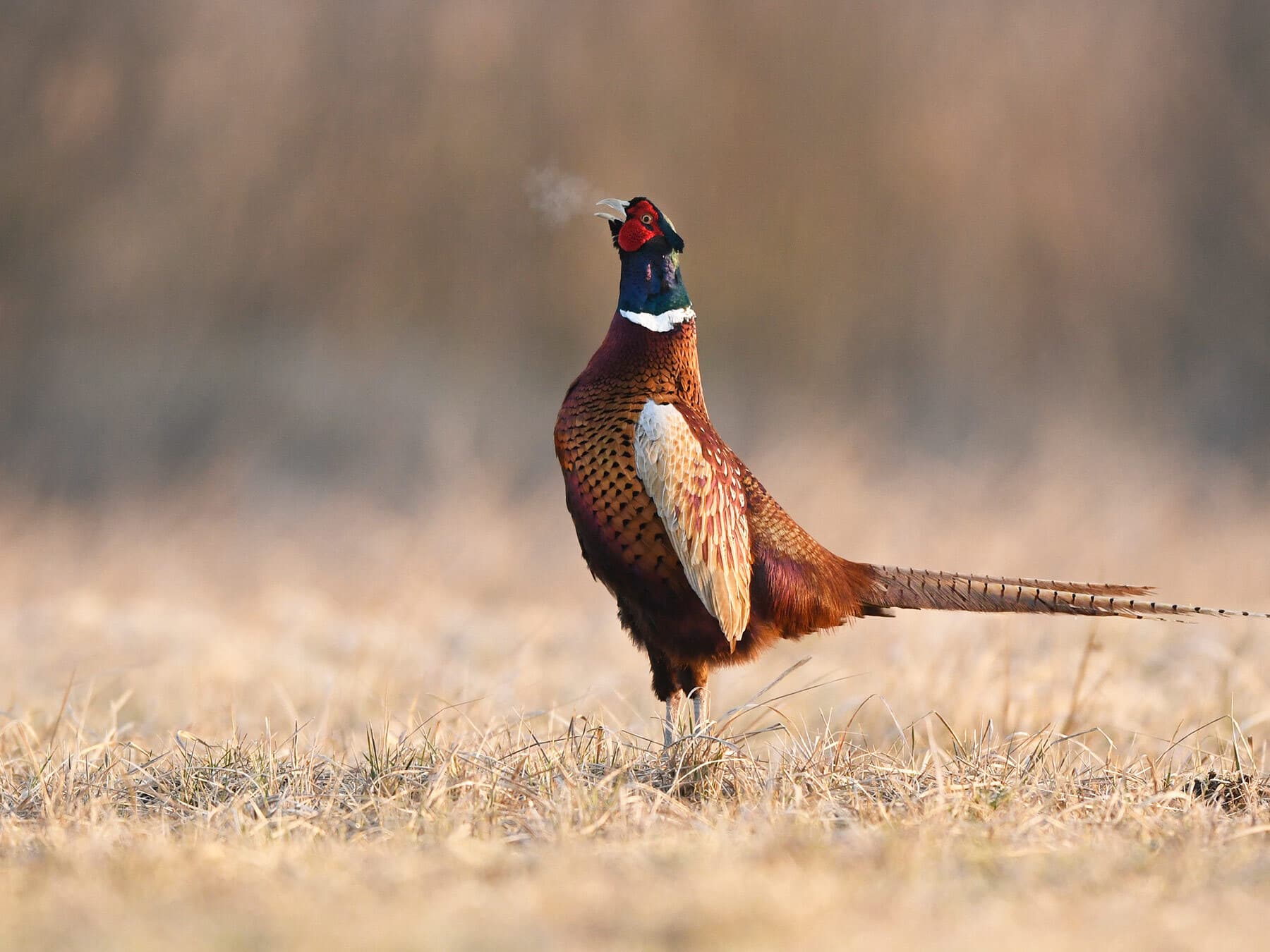 Ring neck pheasant
