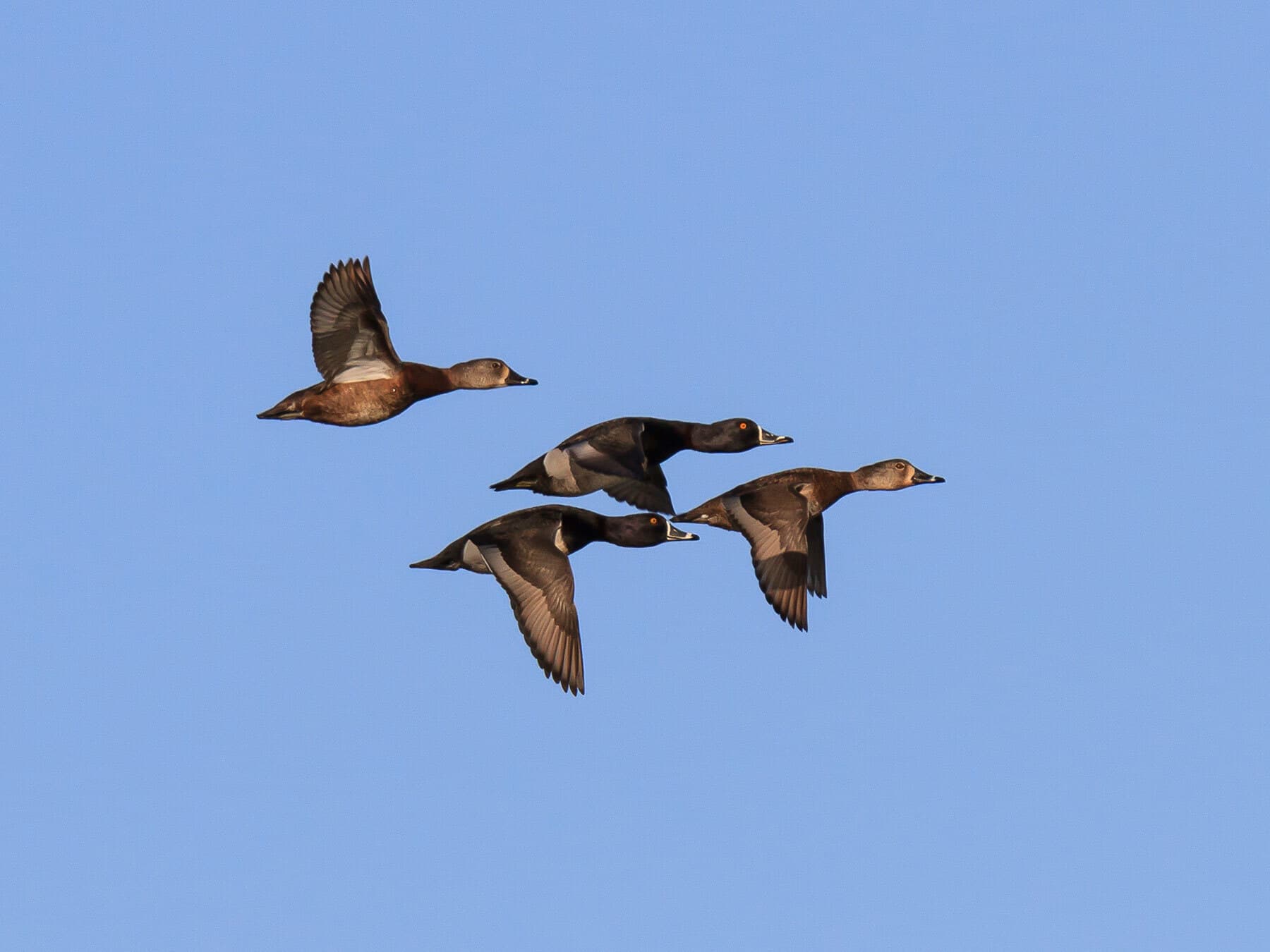 Ring necked duck migration