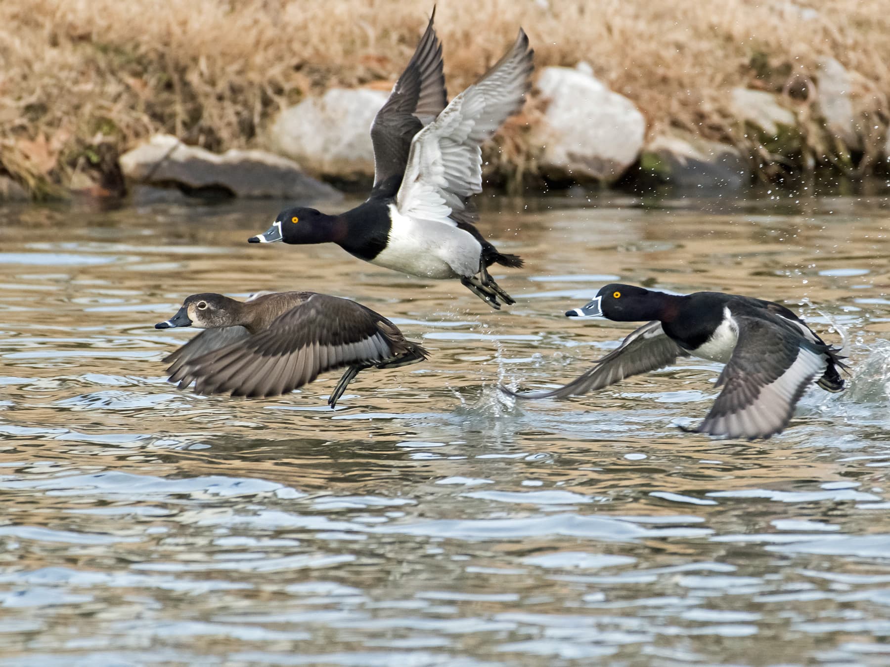 Ring necked ducks in flight over lake