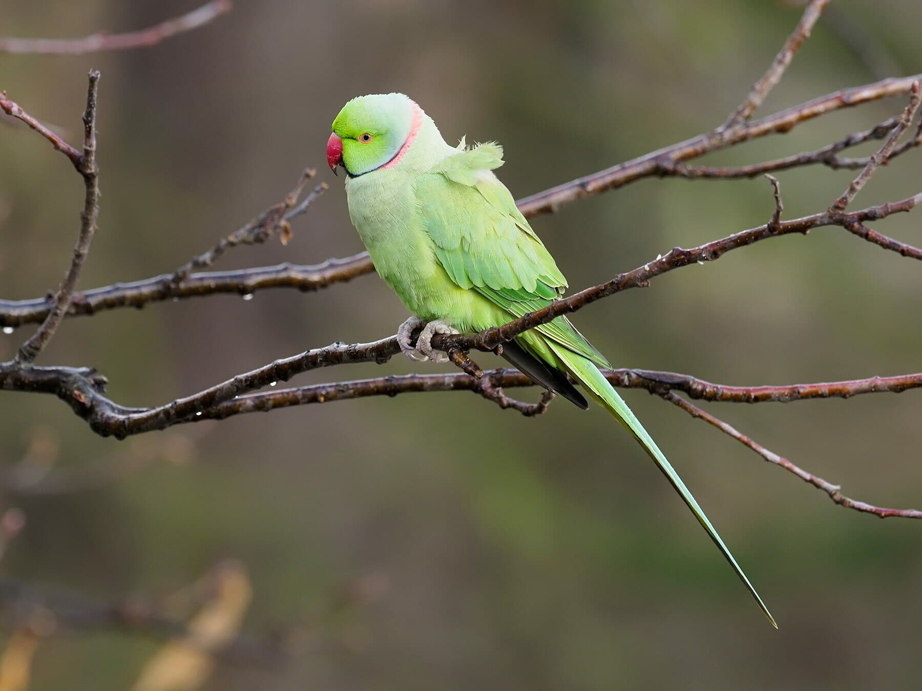 A male Ring-necked Parakeet on branch