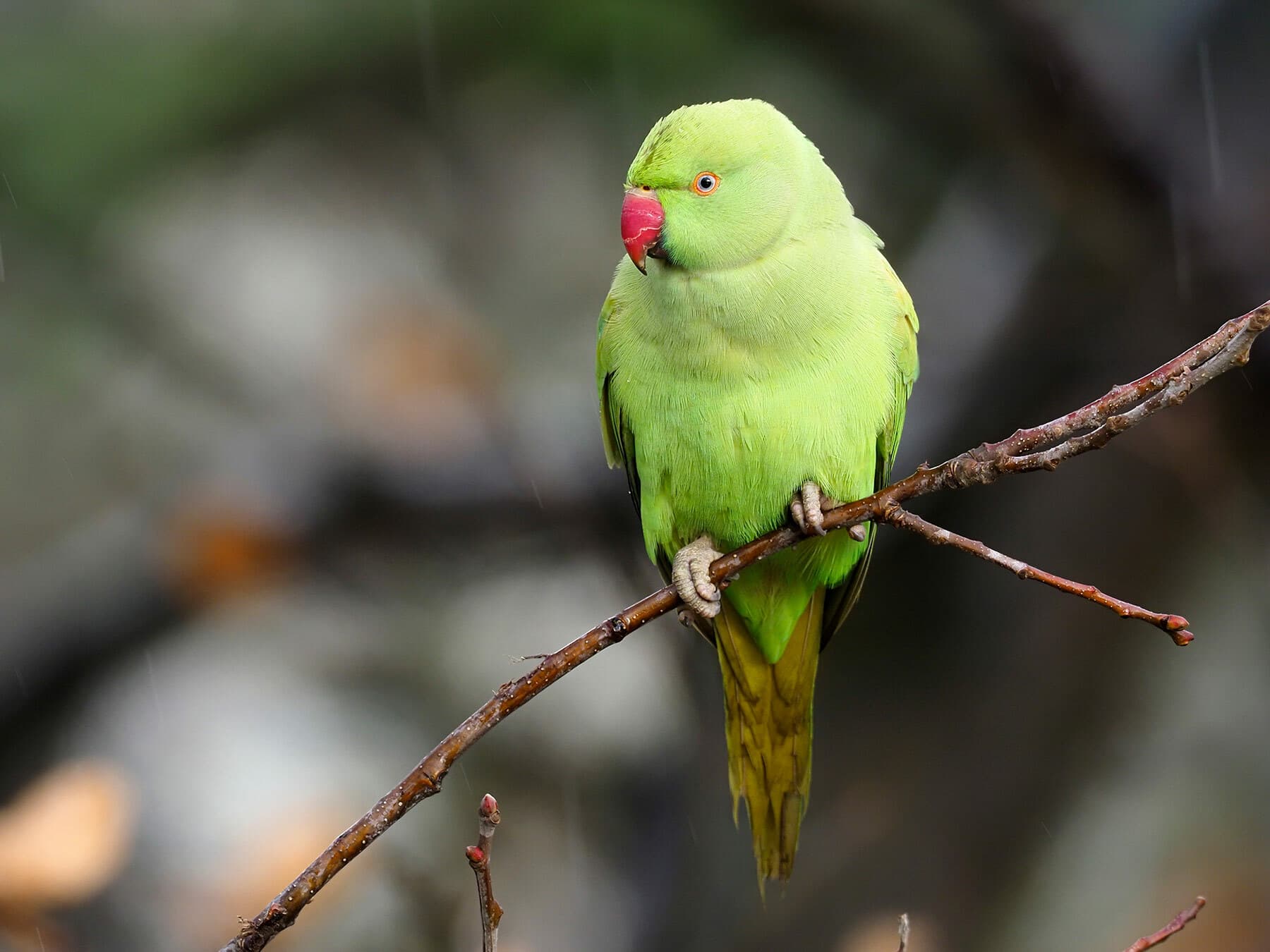 Ring-necked Parakeet perched on a branch