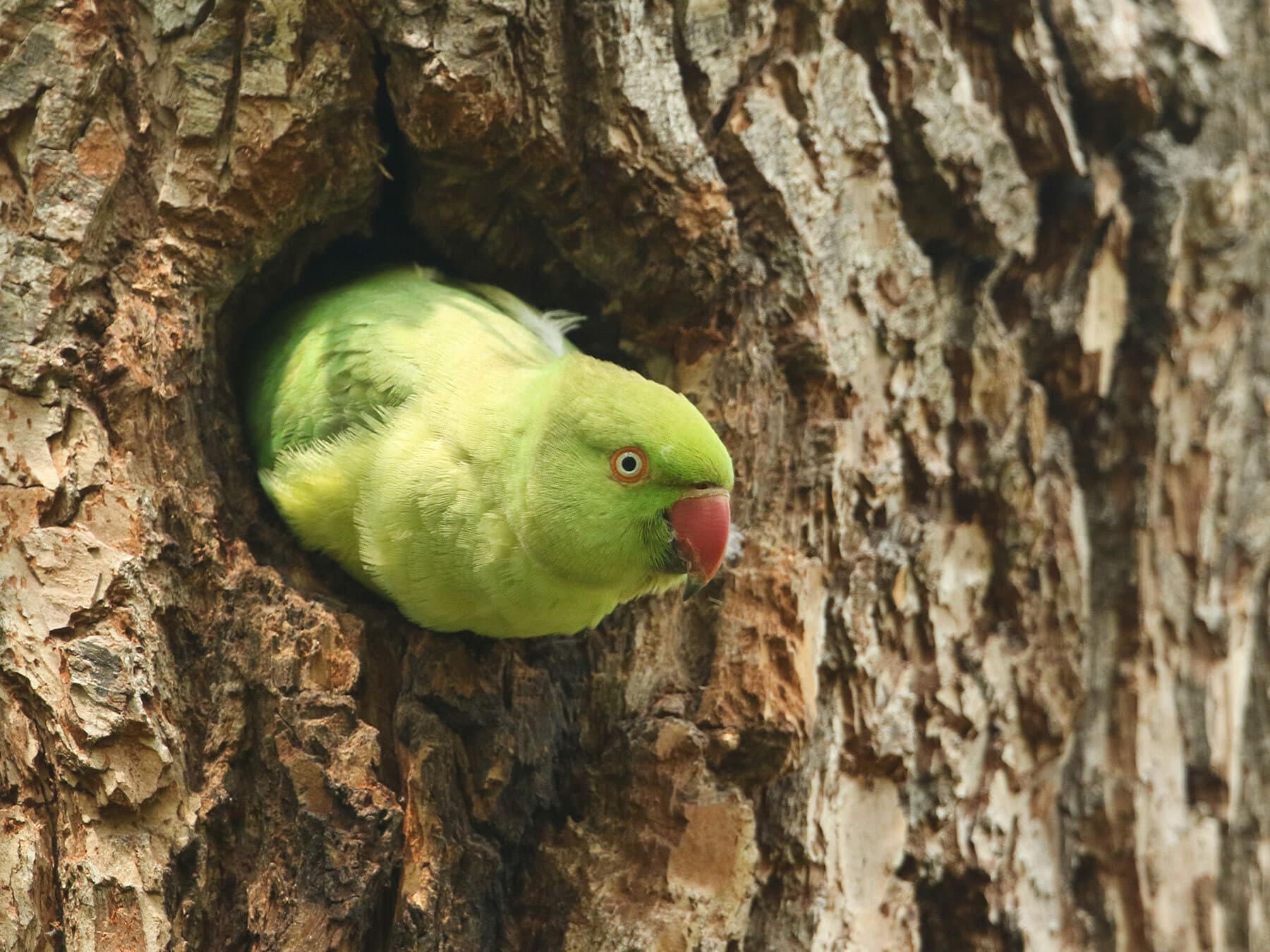 Ring necked parakeet in tree